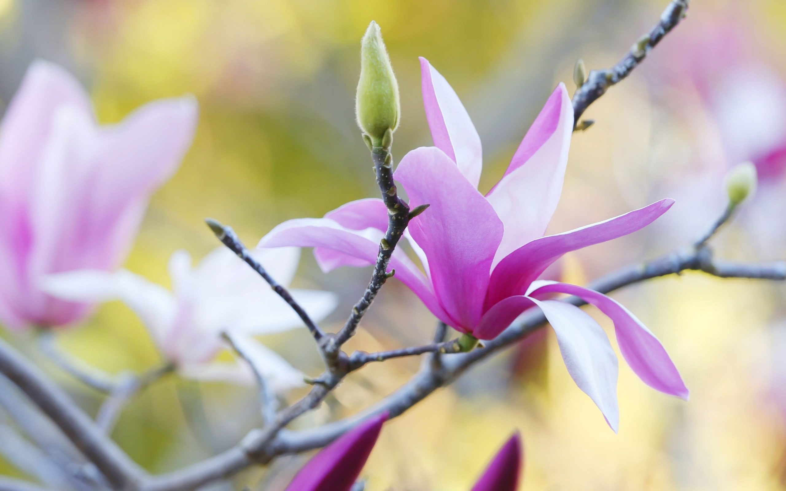 Magnolia's grace, Floral wonderland, Nature's artwork, Beautiful flowers, 2560x1600 HD Desktop