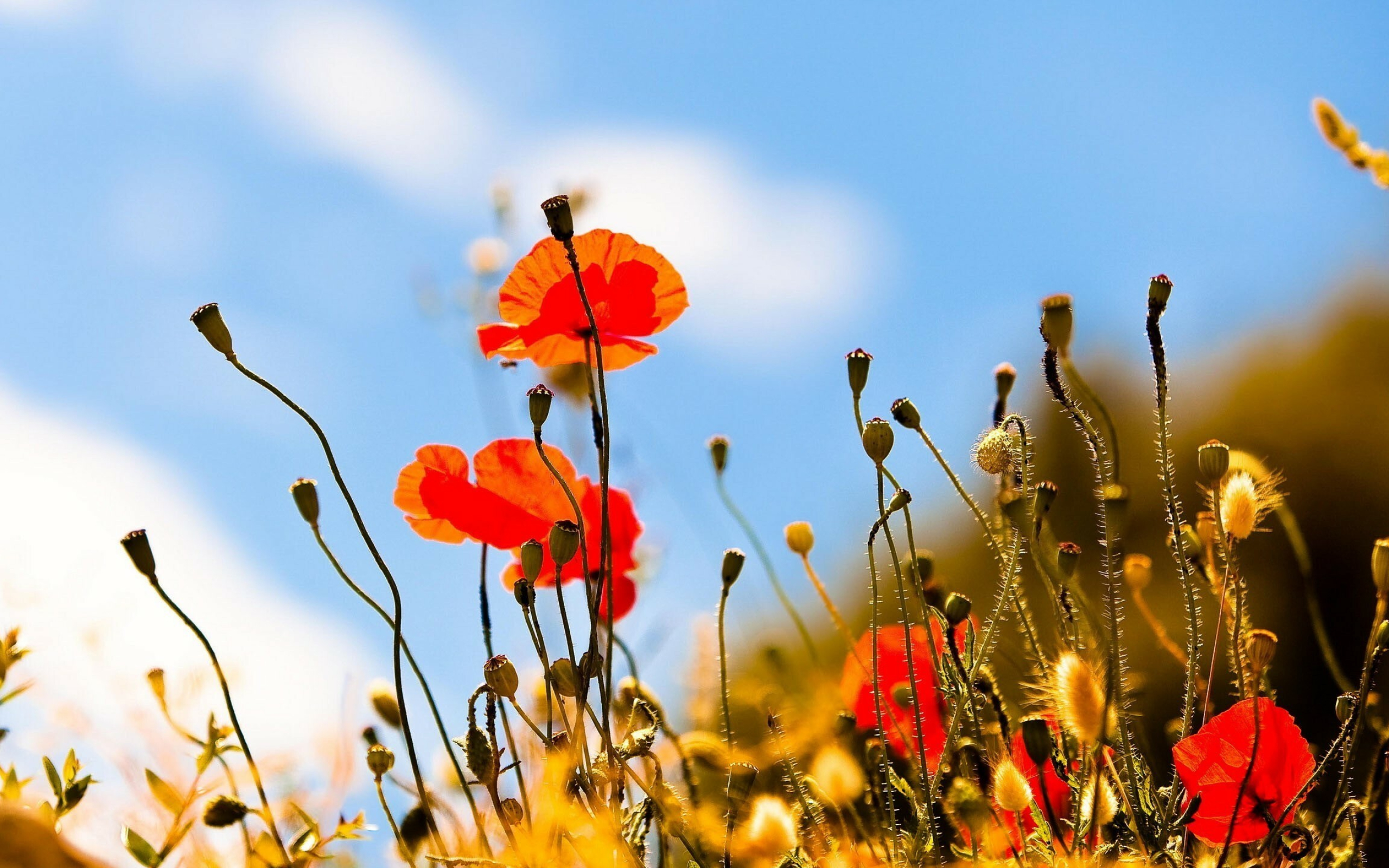 Poppy Flower: Today, poppies carry a message of peace with an underlying sentiment of soldier’s sacrifice as they tend to grow on war-torn fields. 2560x1600 HD Background.
