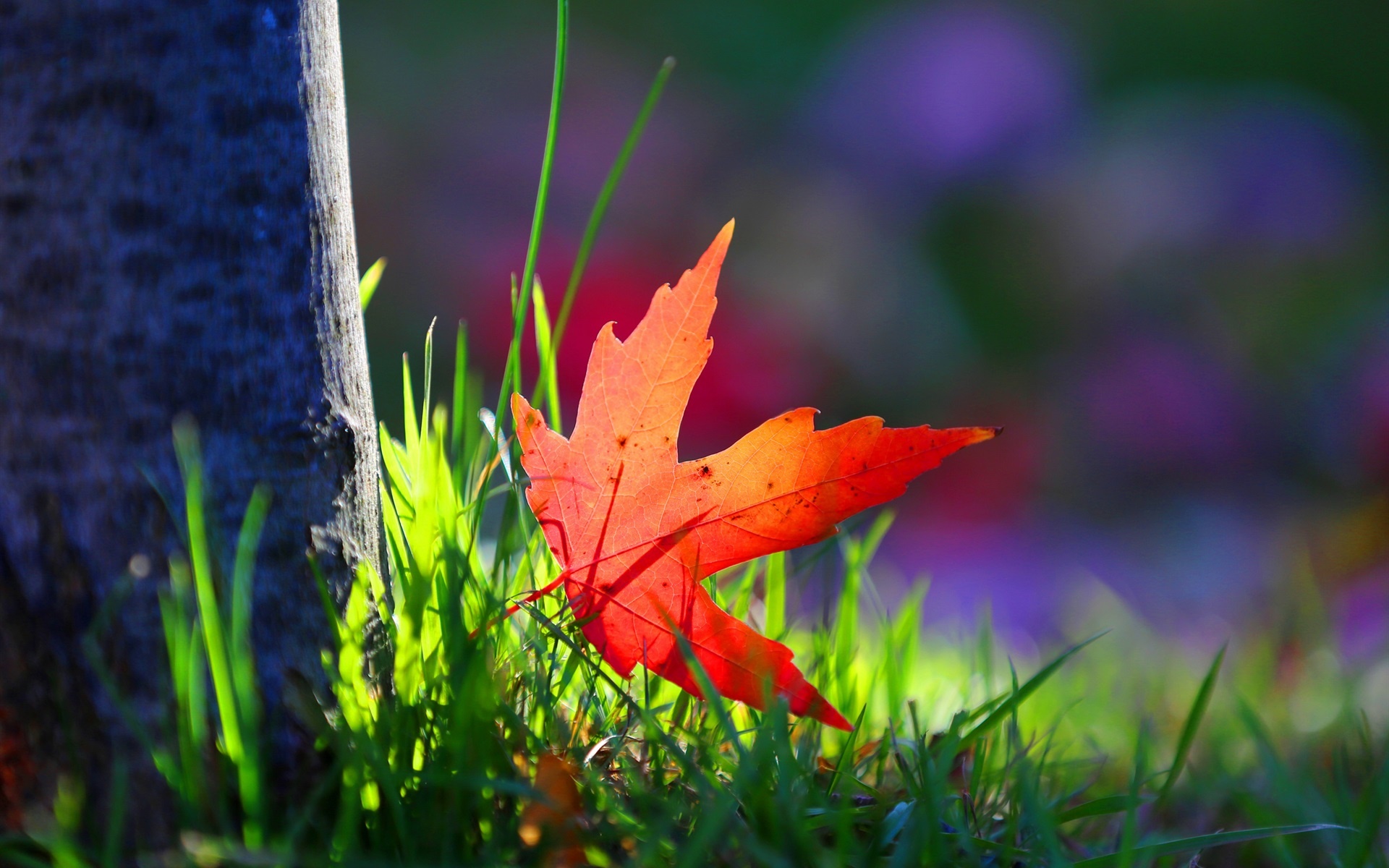 One red maple leaf, Grass sunshine, Wallpaper, Nature's beauty, 1920x1200 HD Desktop