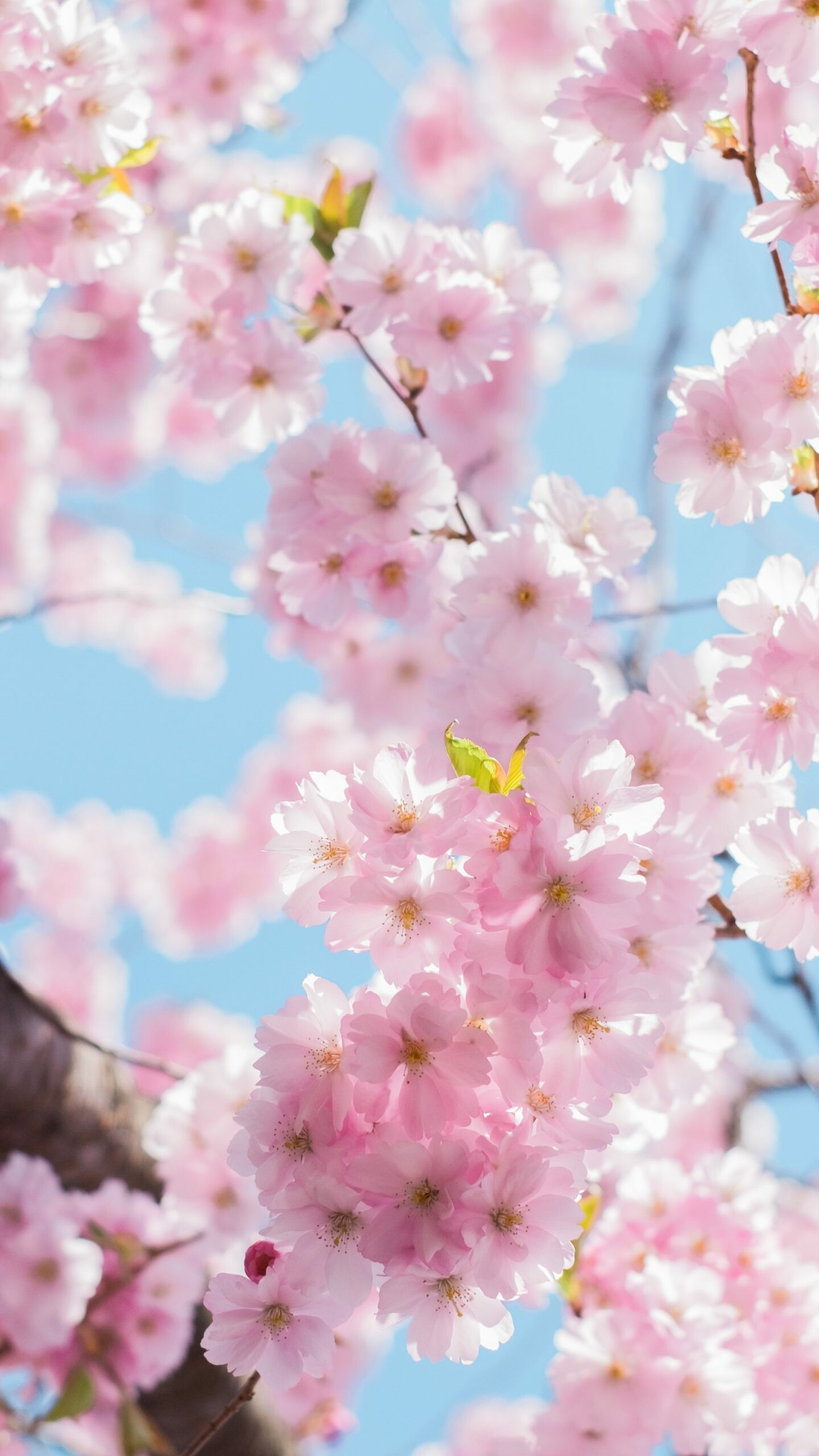 Spring: Blossoming of Hanami, Flowering plant, Seasons of the year. 1440x2560 HD Background.