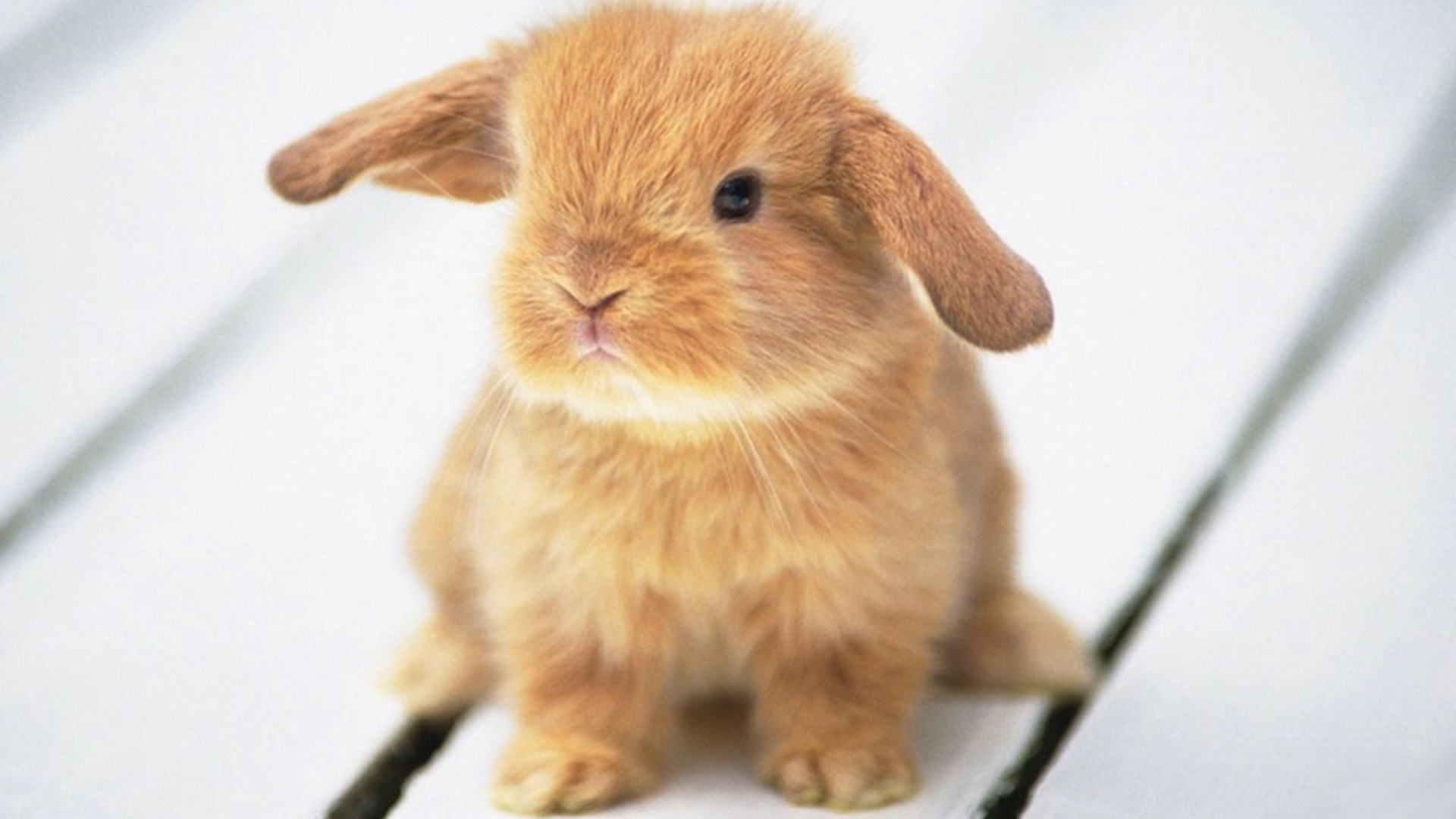 Bunny: Holland Lop, One of the smallest lop-eared breeds. 1920x1080 Full HD Wallpaper.