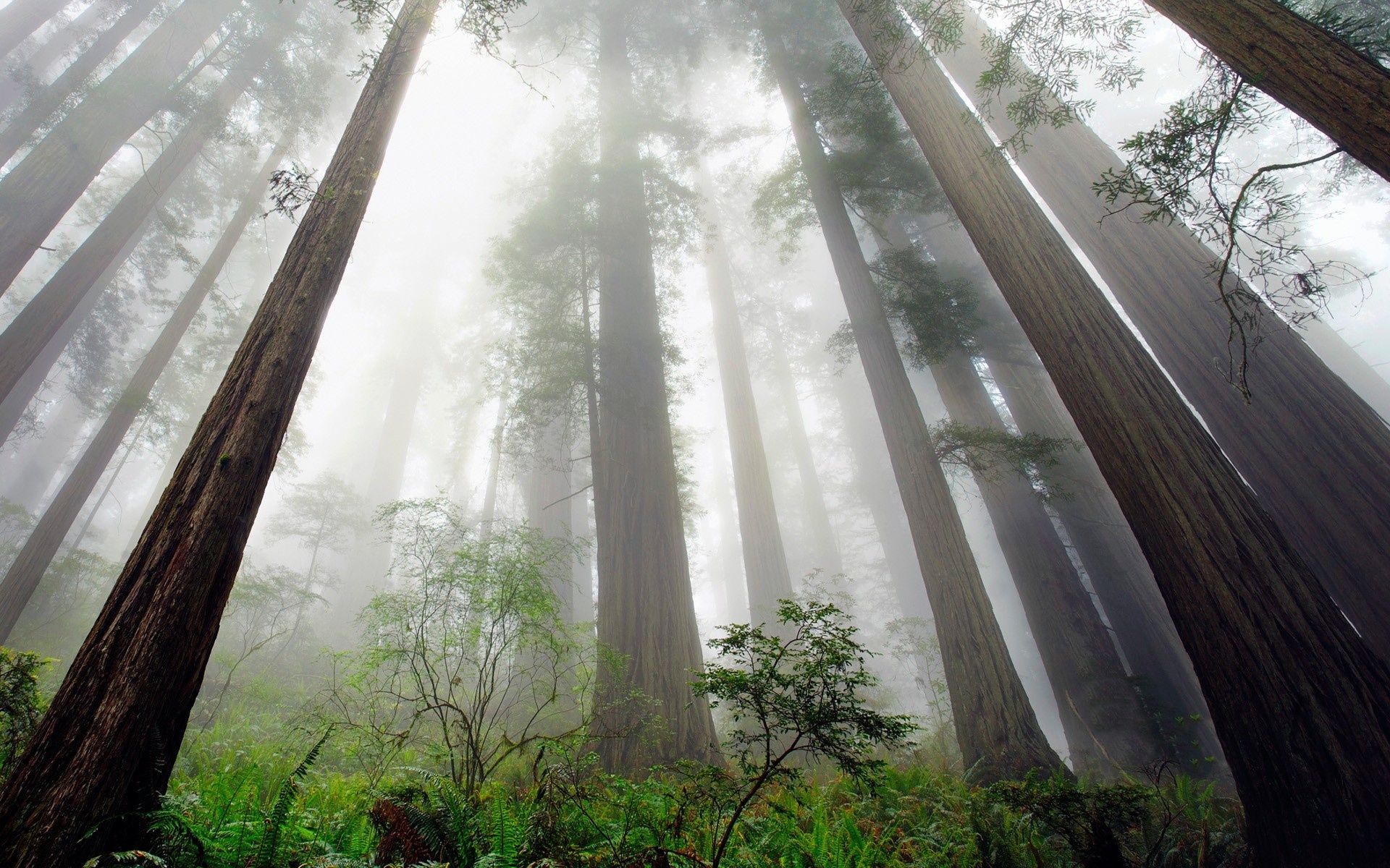 Forest fog, Redwood tree, Enchanting ambiance, Misty morning, 1920x1200 HD Desktop