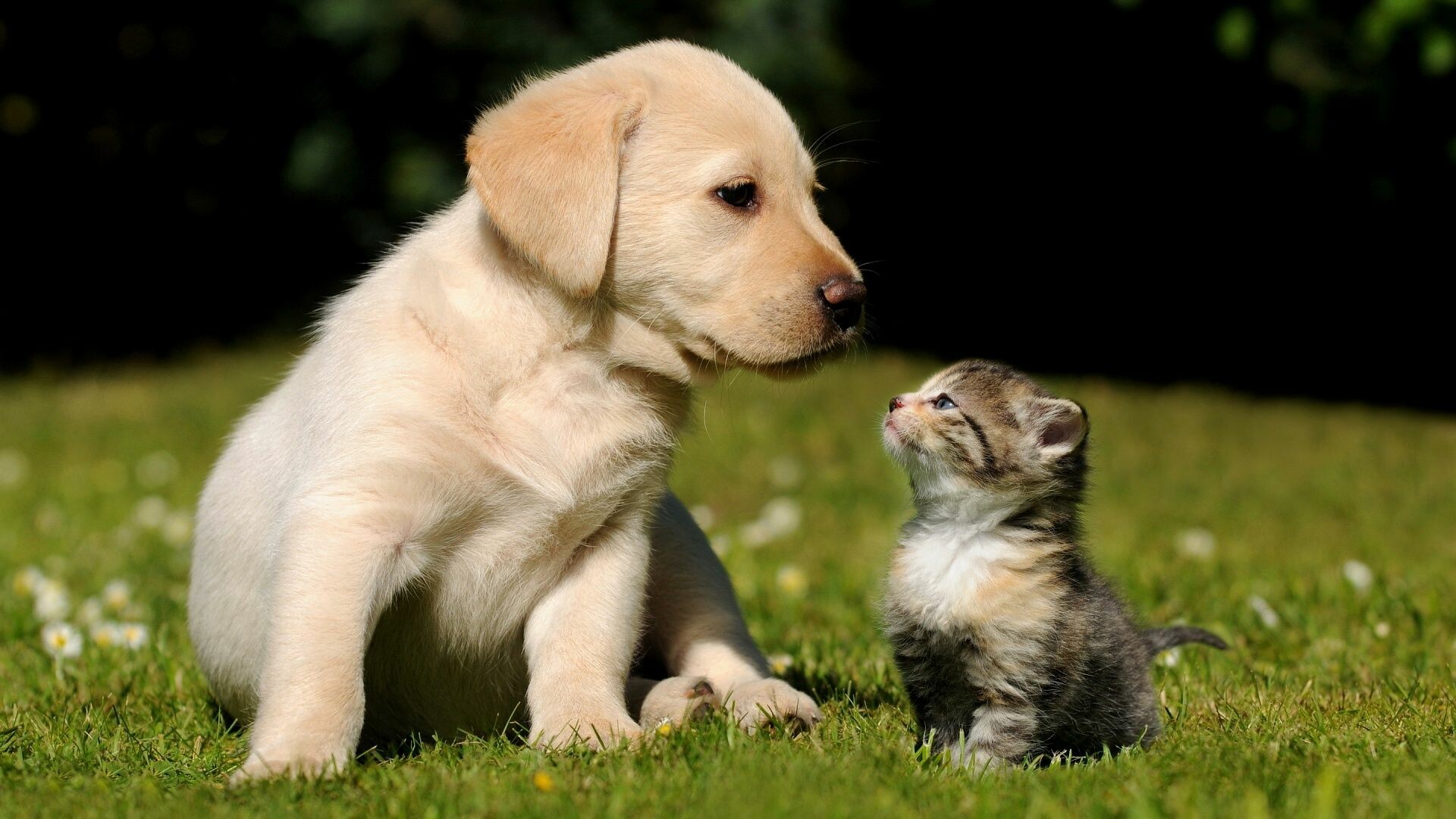 Puppy: Most popular domestic animals in the world. 1920x1080 Full HD Wallpaper.