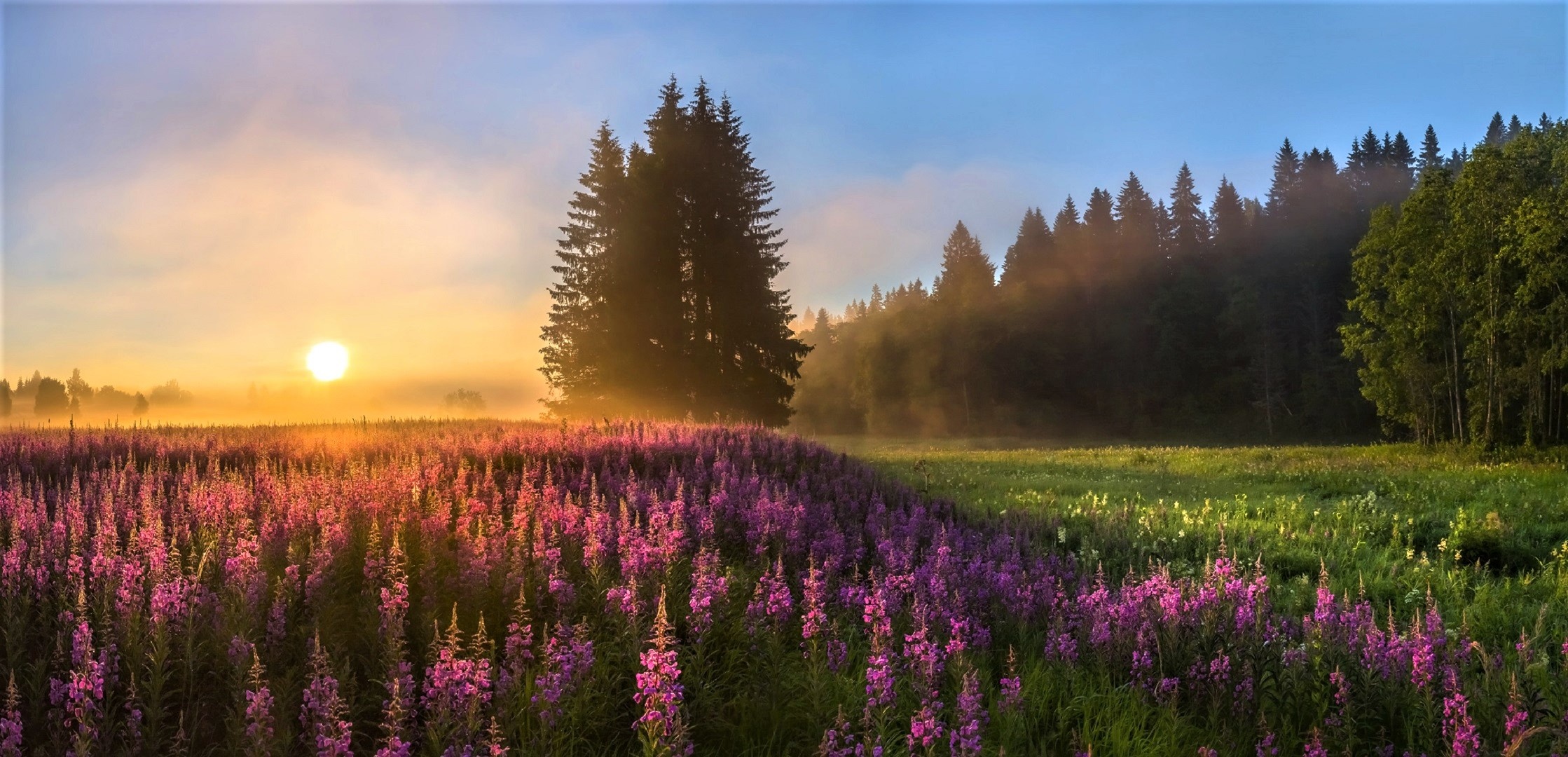 Flower Field: Misty sunset over the meadow, Natural landscape. 2240x1080 Dual Screen Background.