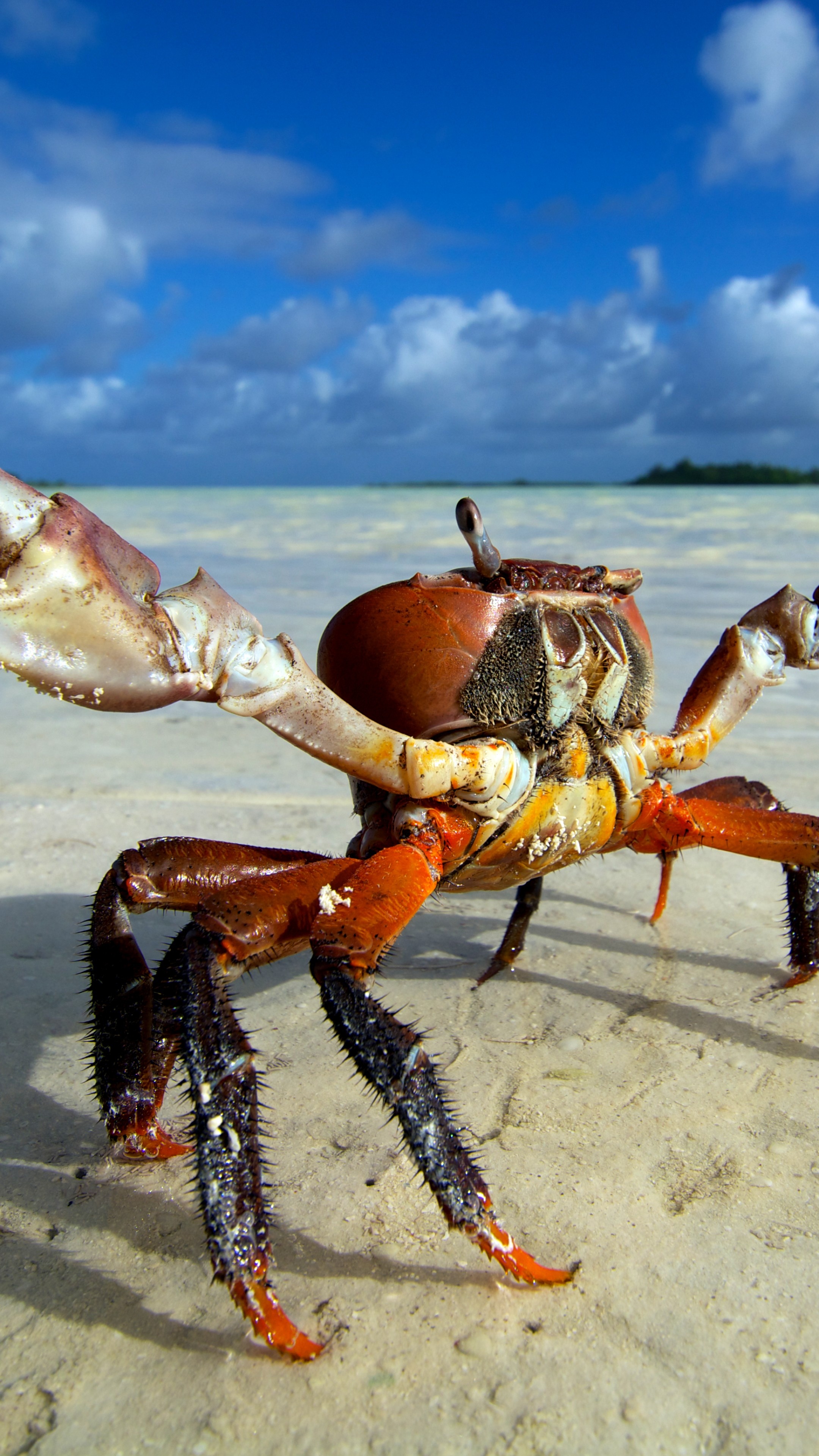 Crab: Beach, Ocypodinae, Sea, Animals, Brachyura. 2160x3840 4K Wallpaper.