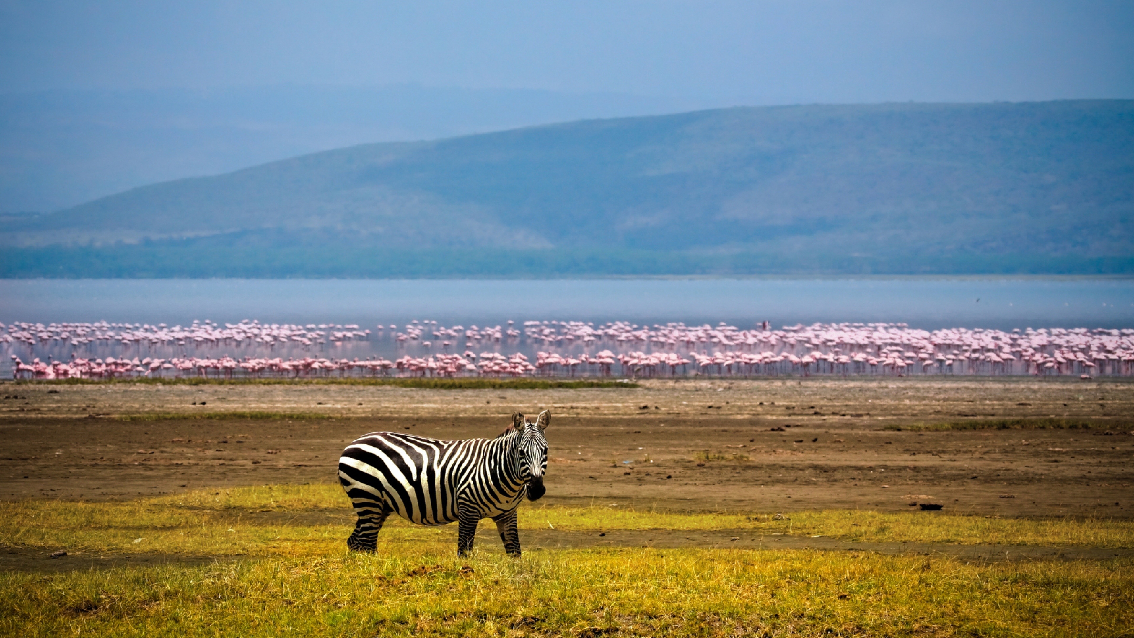 Africa, Travels, Flamingos, 4K Ultra HD, 3840x2160 4K Desktop