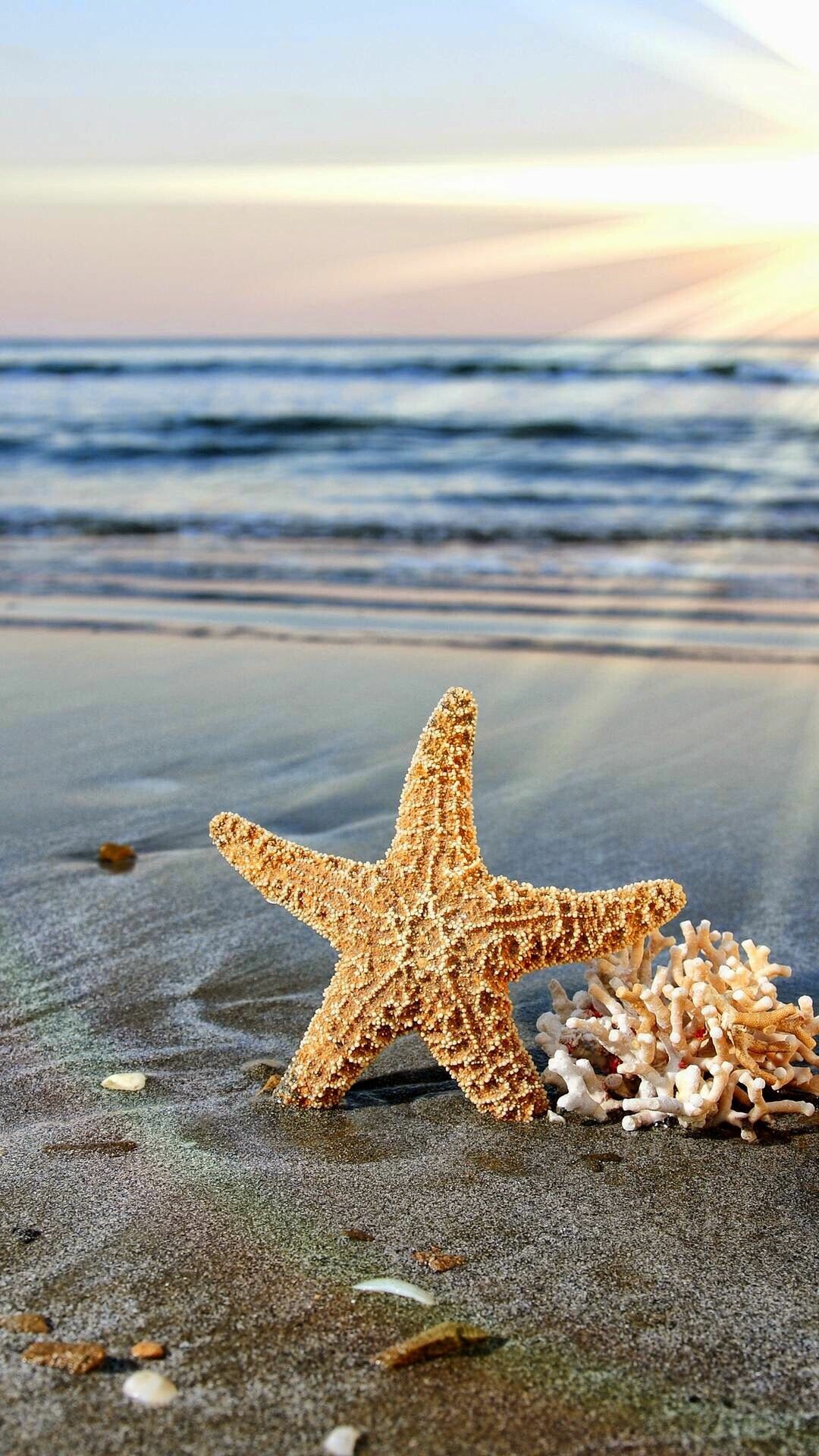Starfish: Starfish | Fotos na praia, Fotos, Peixes. 1080x1920 Full HD Wallpaper.