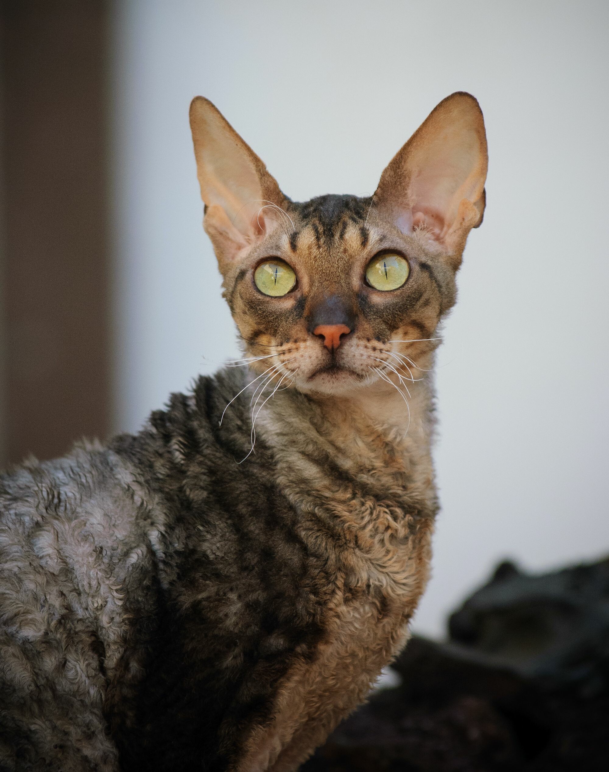 Devon Rex: Known for its slender body, wavy coat, and large ears, Cat. 2000x2540 HD Wallpaper.