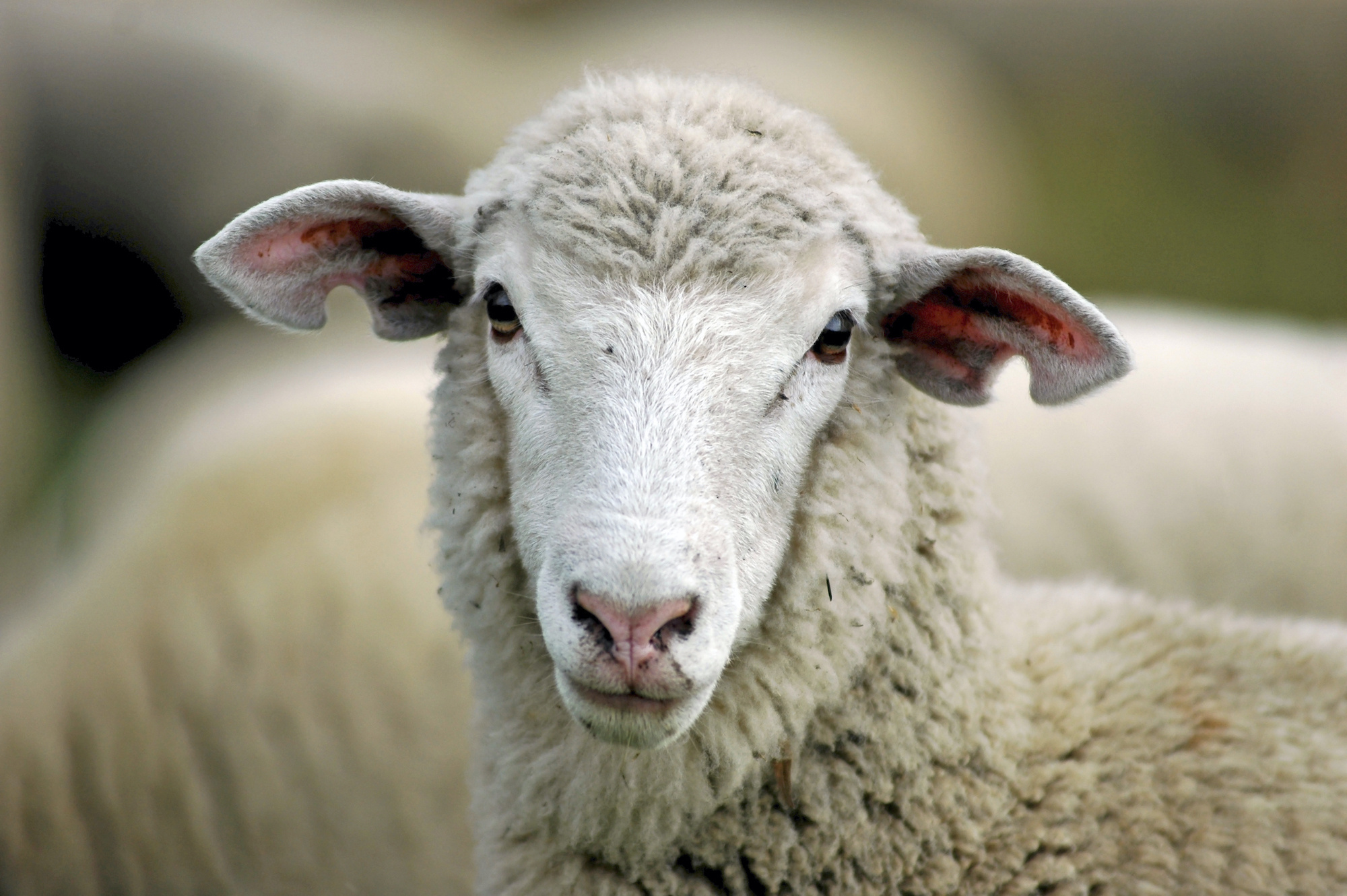 Animal welfare, Sheep cruelty awareness, Advocate for sheep, Protecting farm animals, 2000x1330 HD Desktop