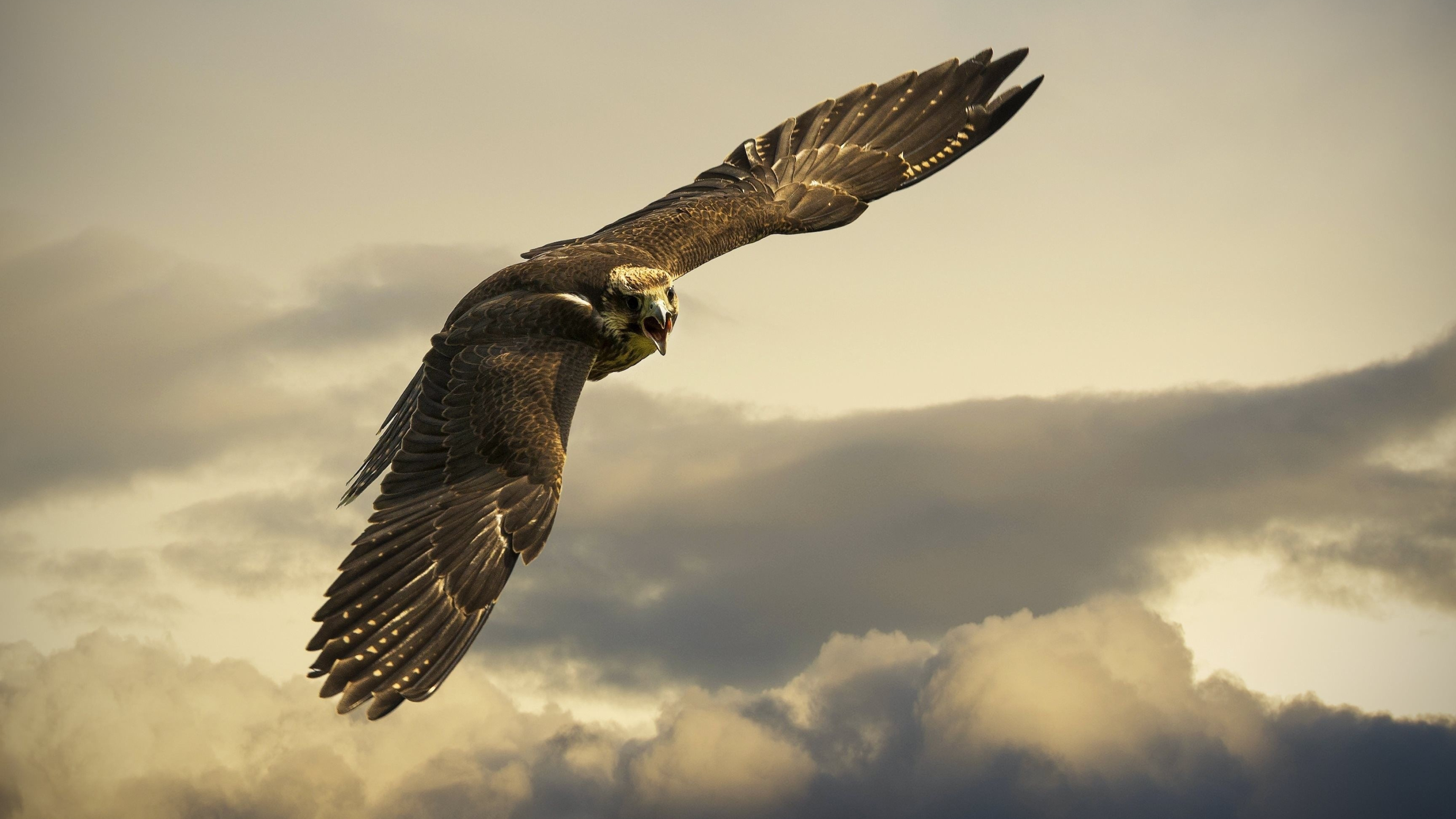 Hawk wallpapers, Free hawk backgrounds, Bird, Wildlife, 3840x2160 4K Desktop