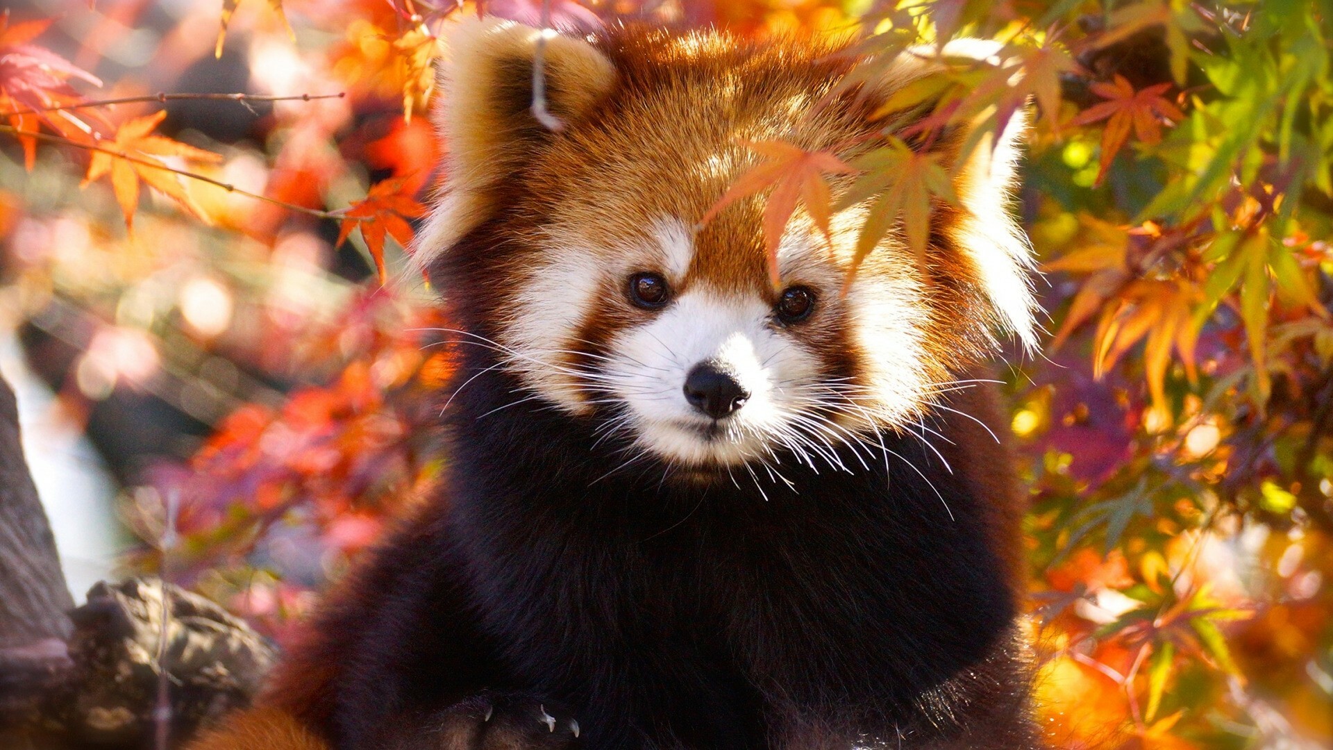 Panda: Small mammals with long, fluffy tails and red and white markings. 1920x1080 Full HD Background.