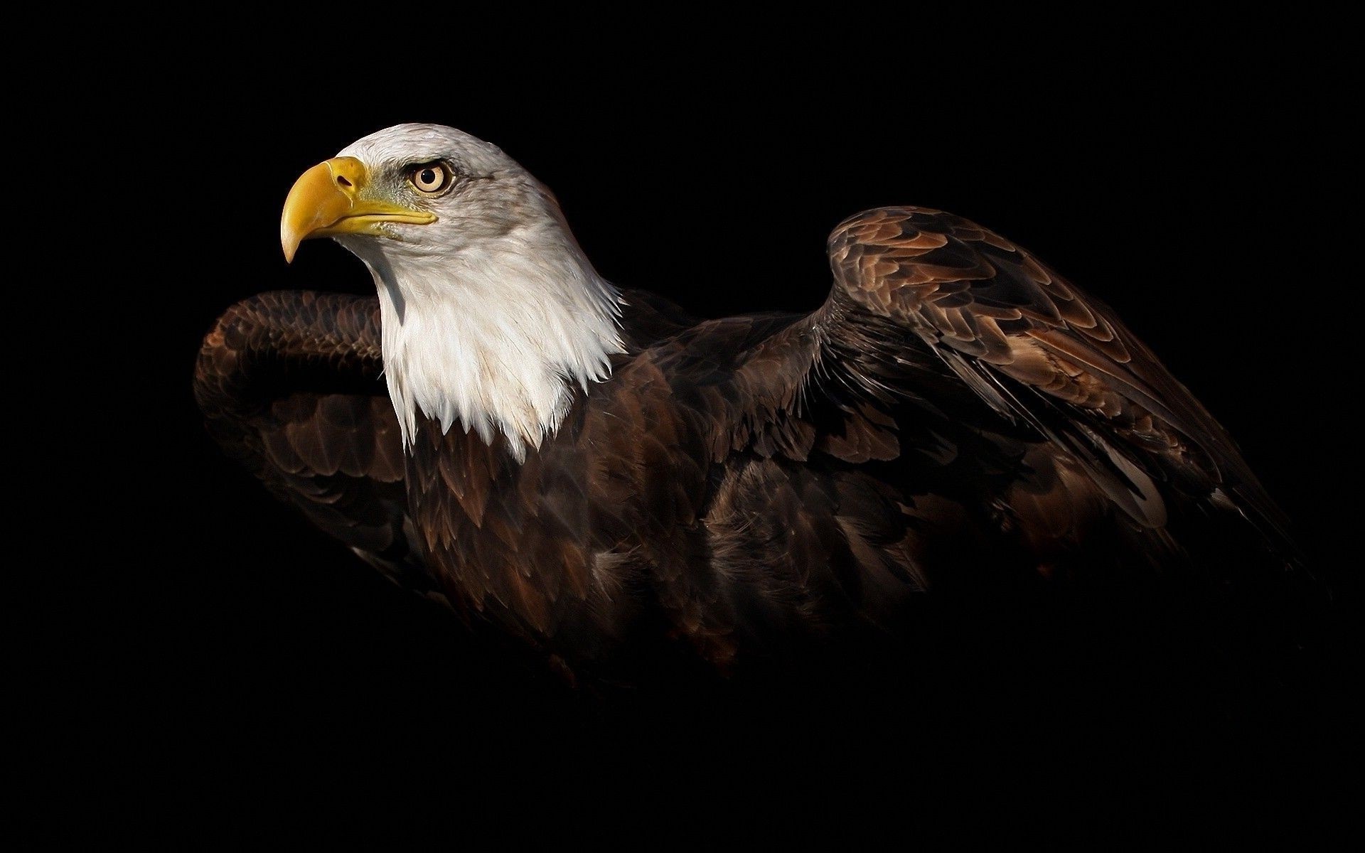 Bald Eagle, Beautiful background, Picture-perfect, Captivating visuals, 1920x1200 HD Desktop