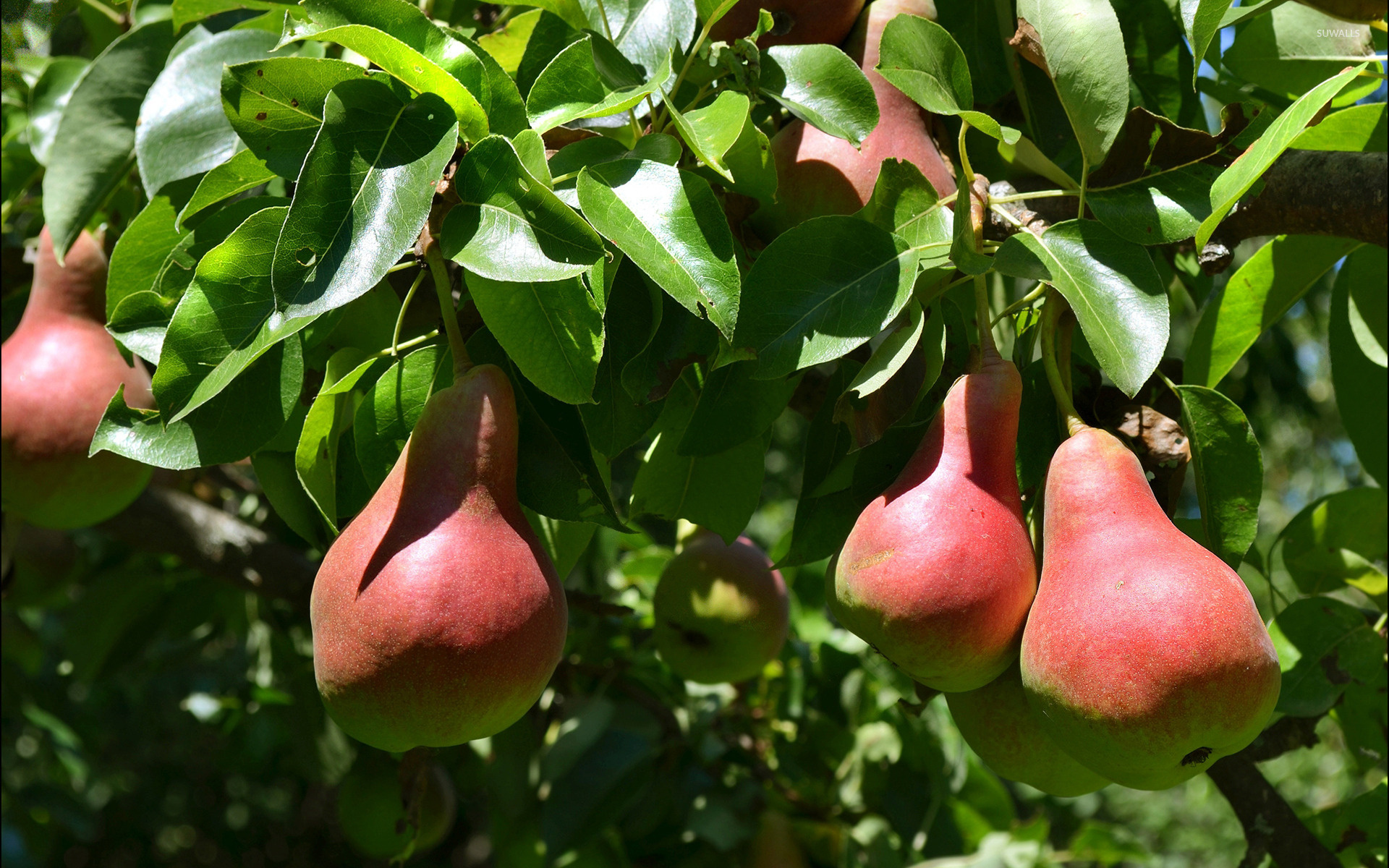 Pears in the tree, Wallpaper, Photography, Natural, 1920x1200 HD Desktop