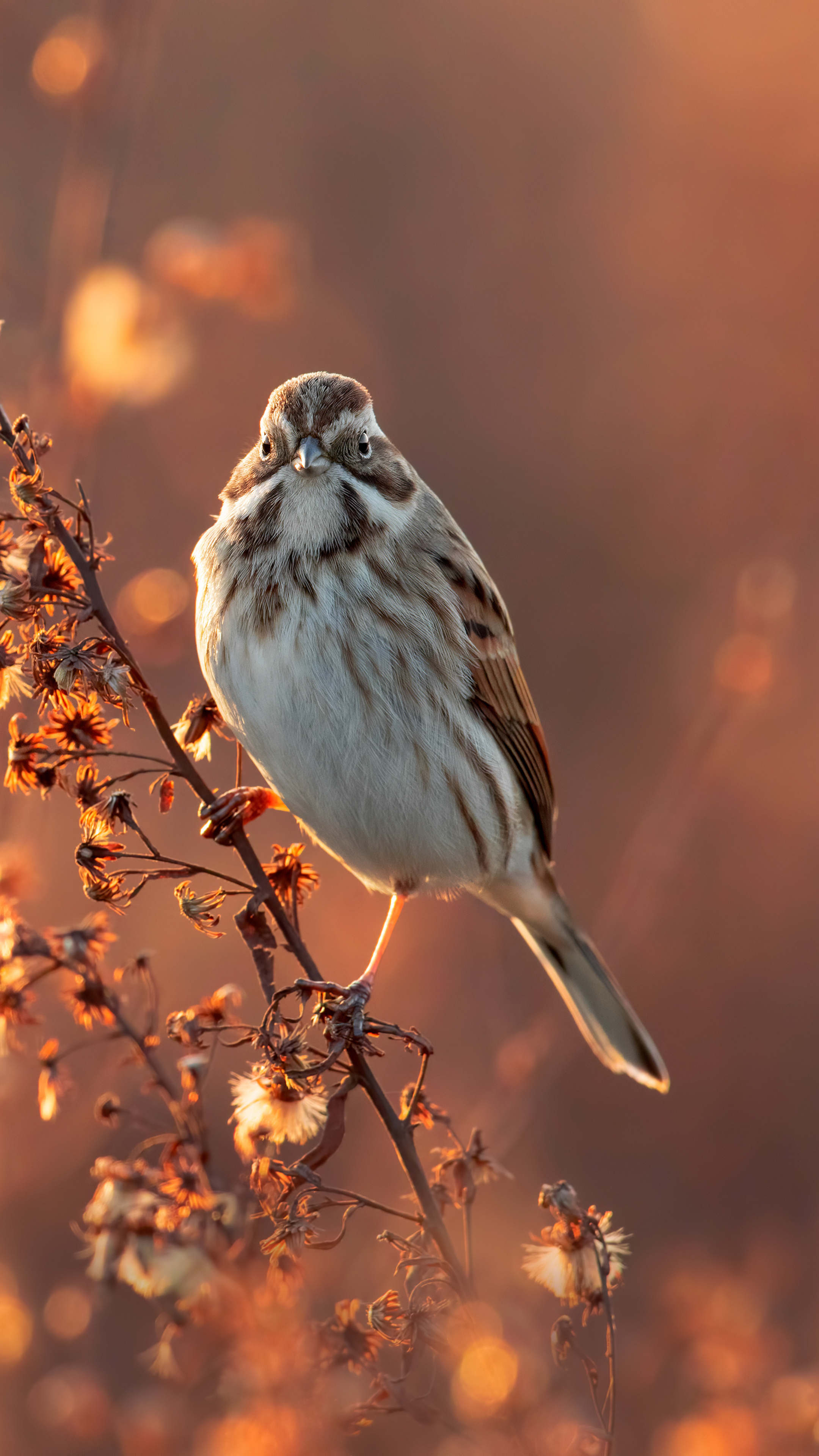 Sparrow on branch, Serene bird, Nature photography, Mobile wallpaper, 2160x3840 4K Phone