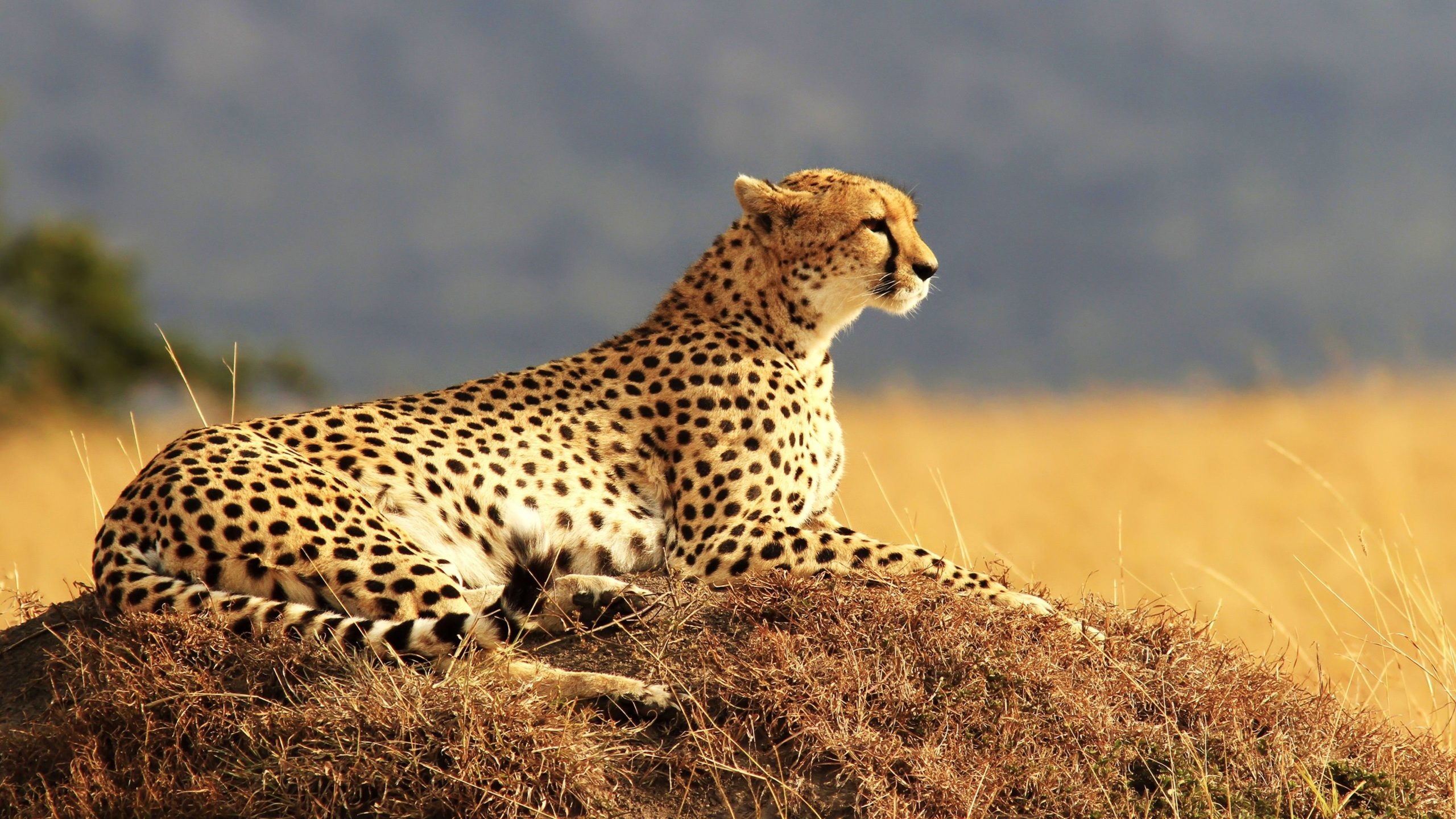 Sleek feline predator, Graceful and agile, Beautiful spotted fur, African wilderness, 2560x1440 HD Desktop