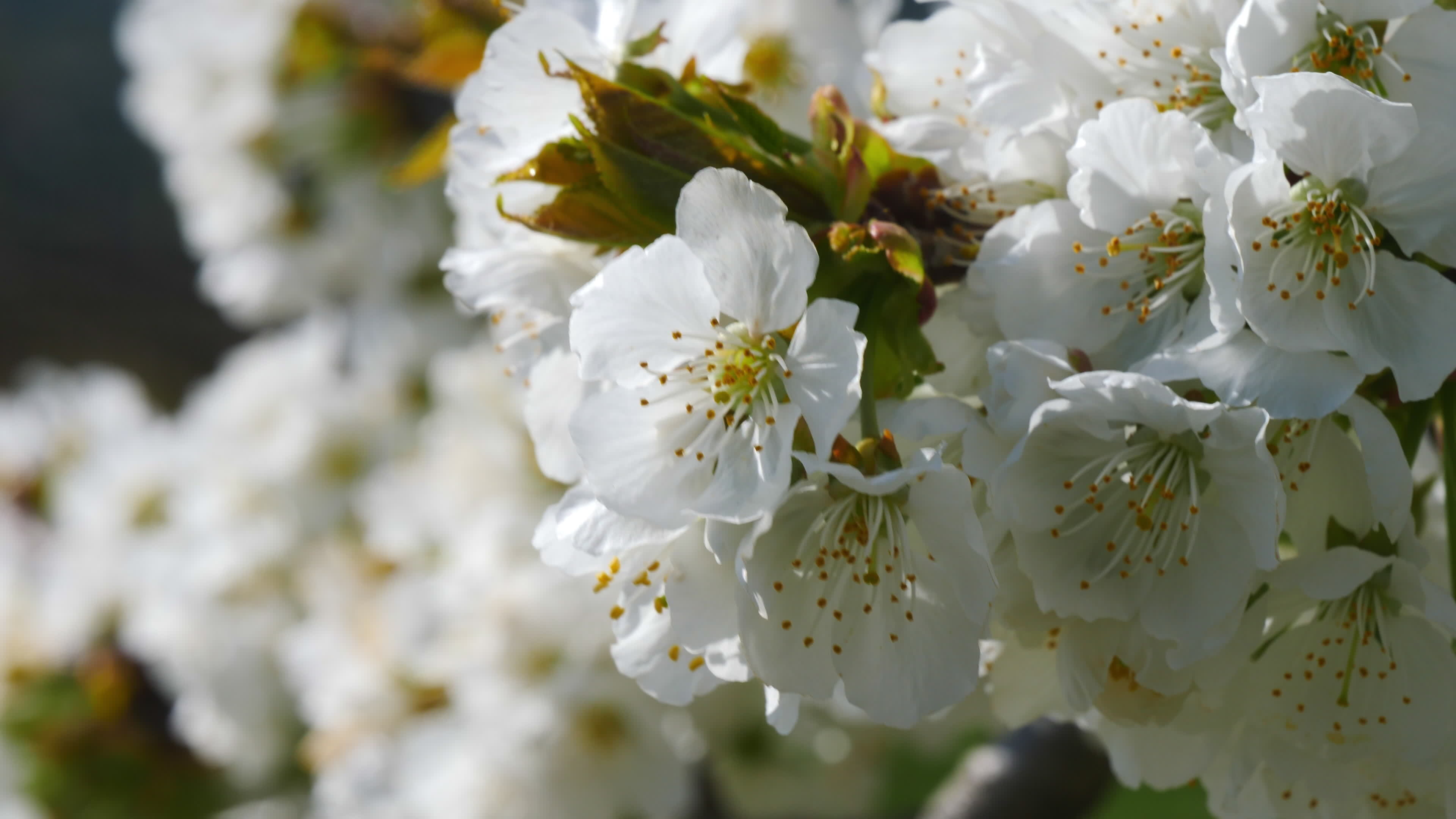 Apple tree flowers blossoming, Wind's gentle caress, Stock video, Nature's enchantment, 3840x2160 4K Desktop