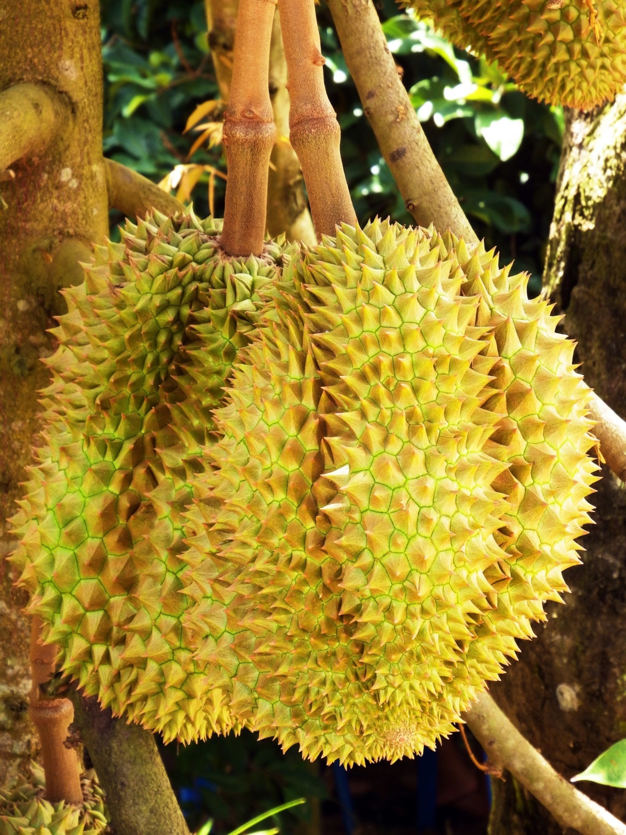 Durian: Over 300 named varieties exist in Thailand and 100 in Malaysia. 2120x2820 HD Wallpaper.