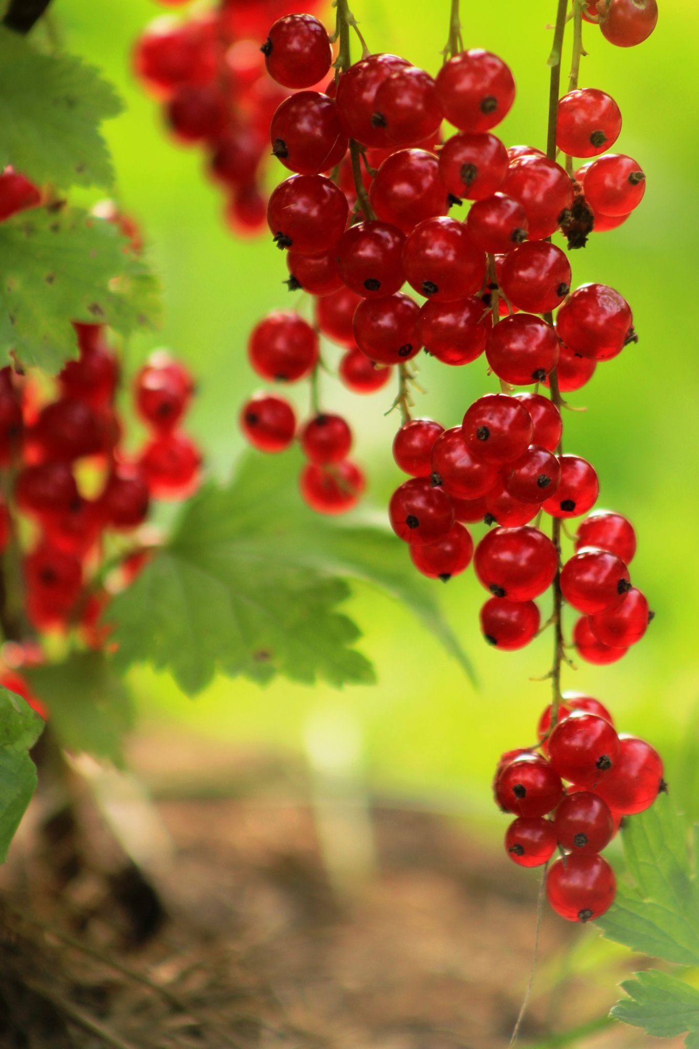 Berries, Currant berries, Photography, Wallpaper, 1370x2050 HD Phone