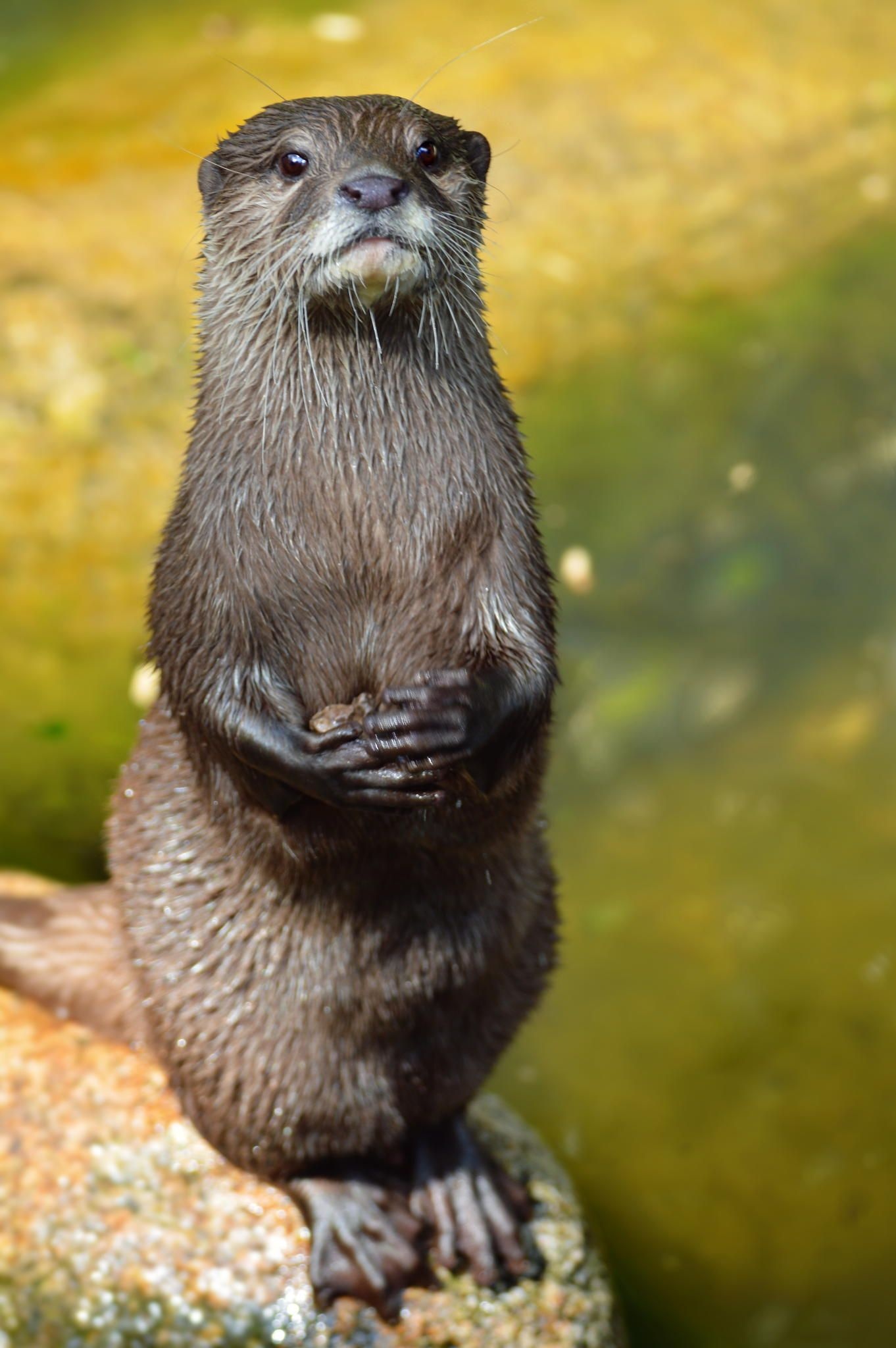 Otterly fun ideas, Otter love, Baby otter fascination, Cute animal inspiration, 1370x2050 HD Handy