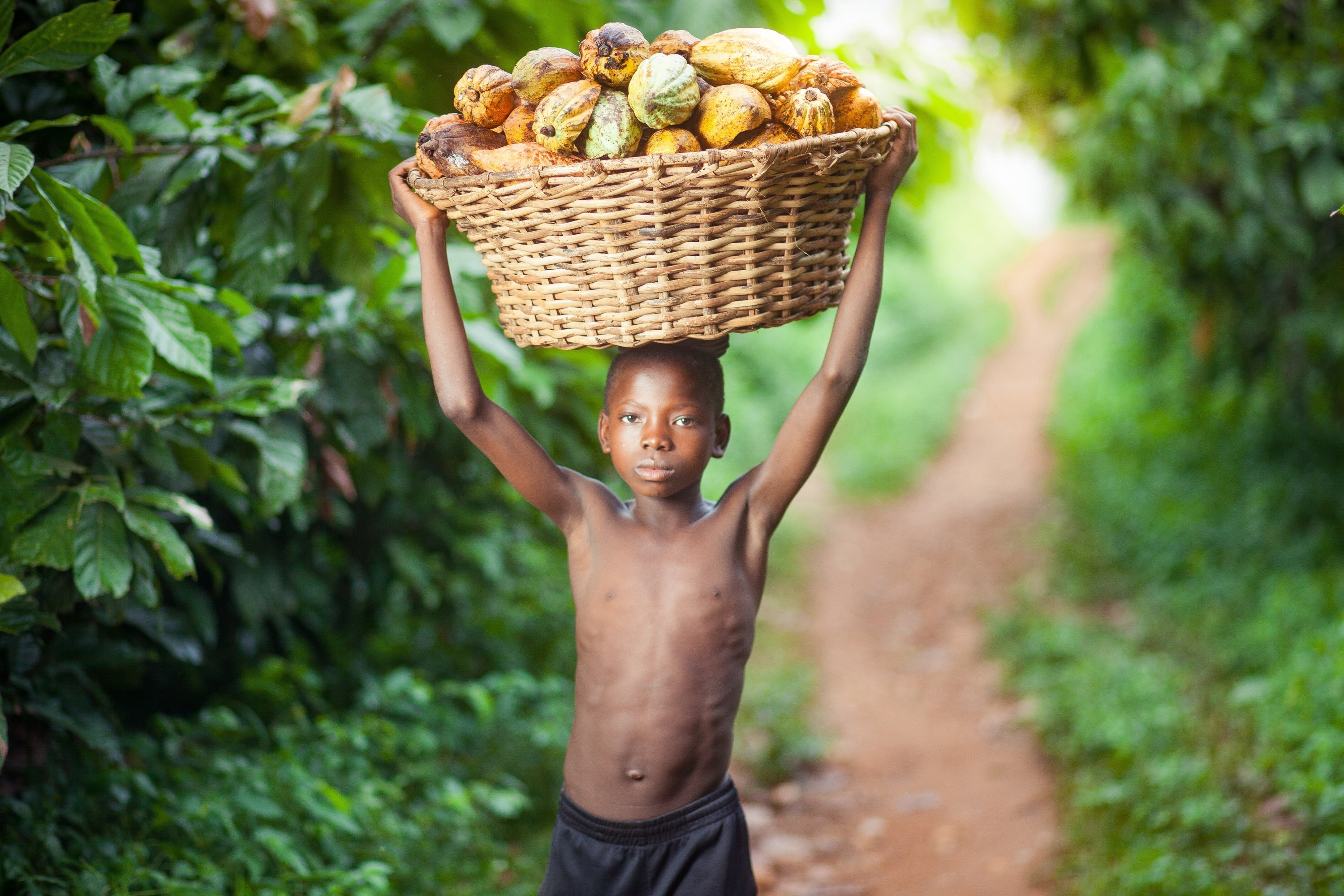 Nestle offers, African cocoa farmers, Cash, Child labor, 3000x2000 HD Desktop