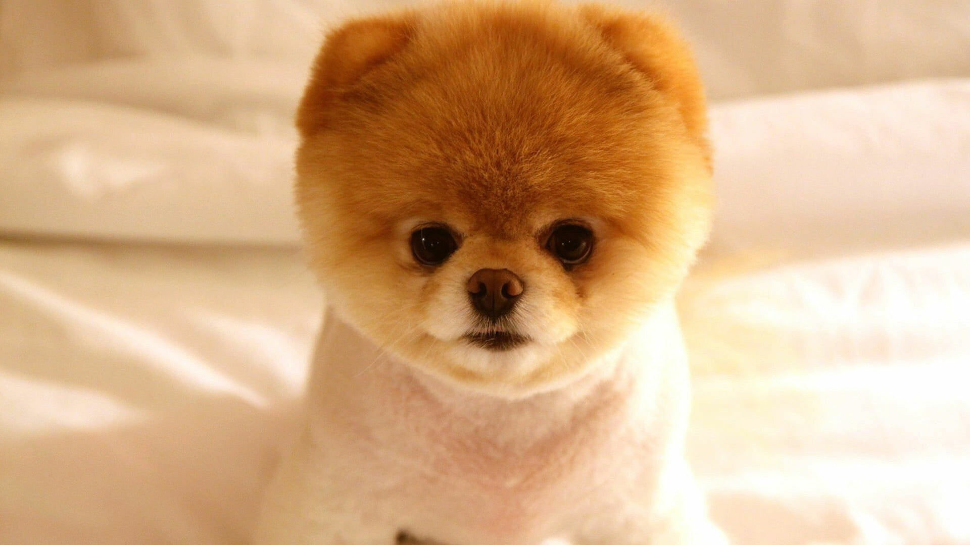Puppy: Teacup Pomeranian, Domestic animal, Pet. 1920x1080 Full HD Background.