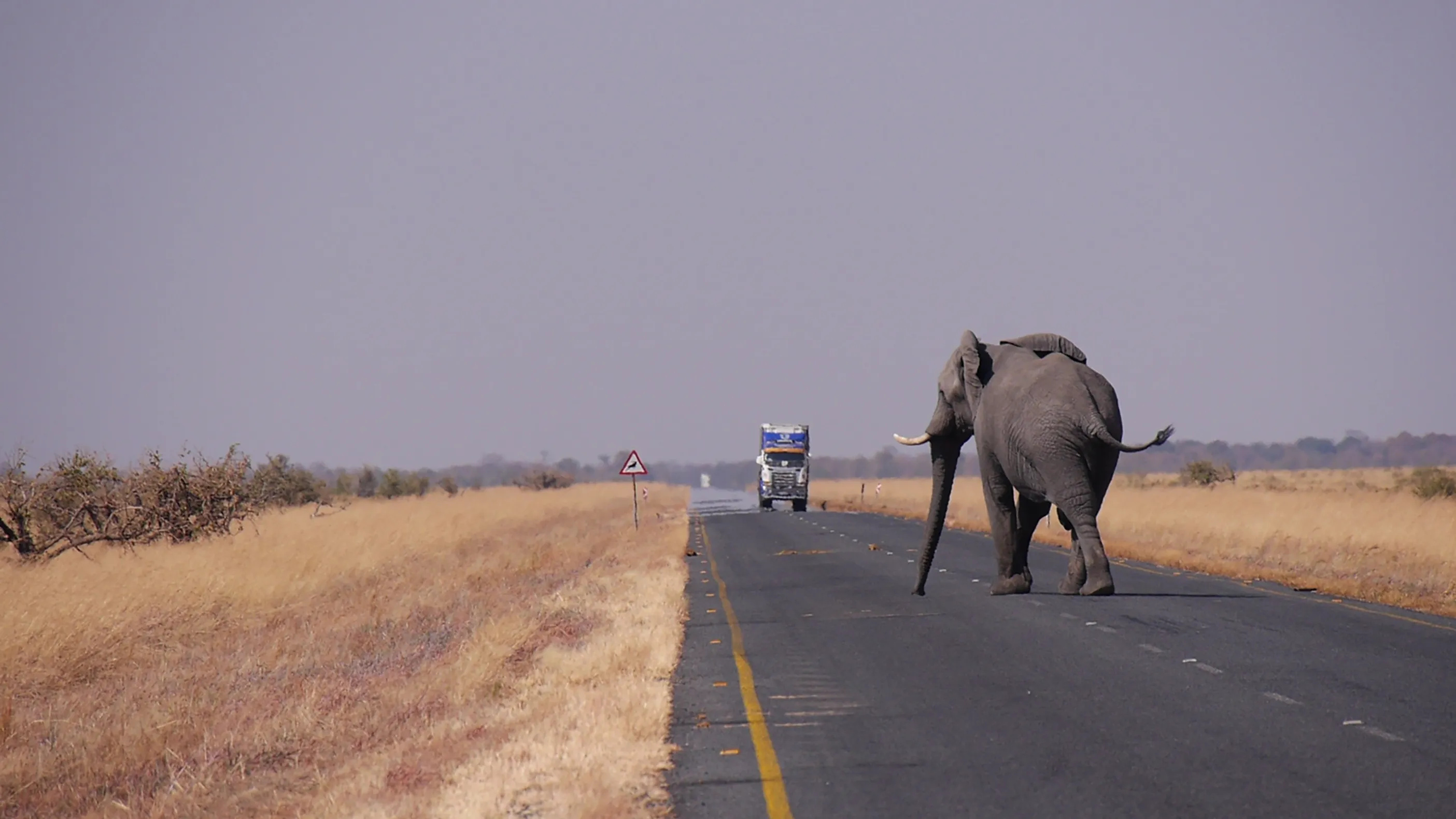 Botswana elephant, 35000 euro, Wild beim wild, Wildlife conservation, 2810x1580 HD Desktop