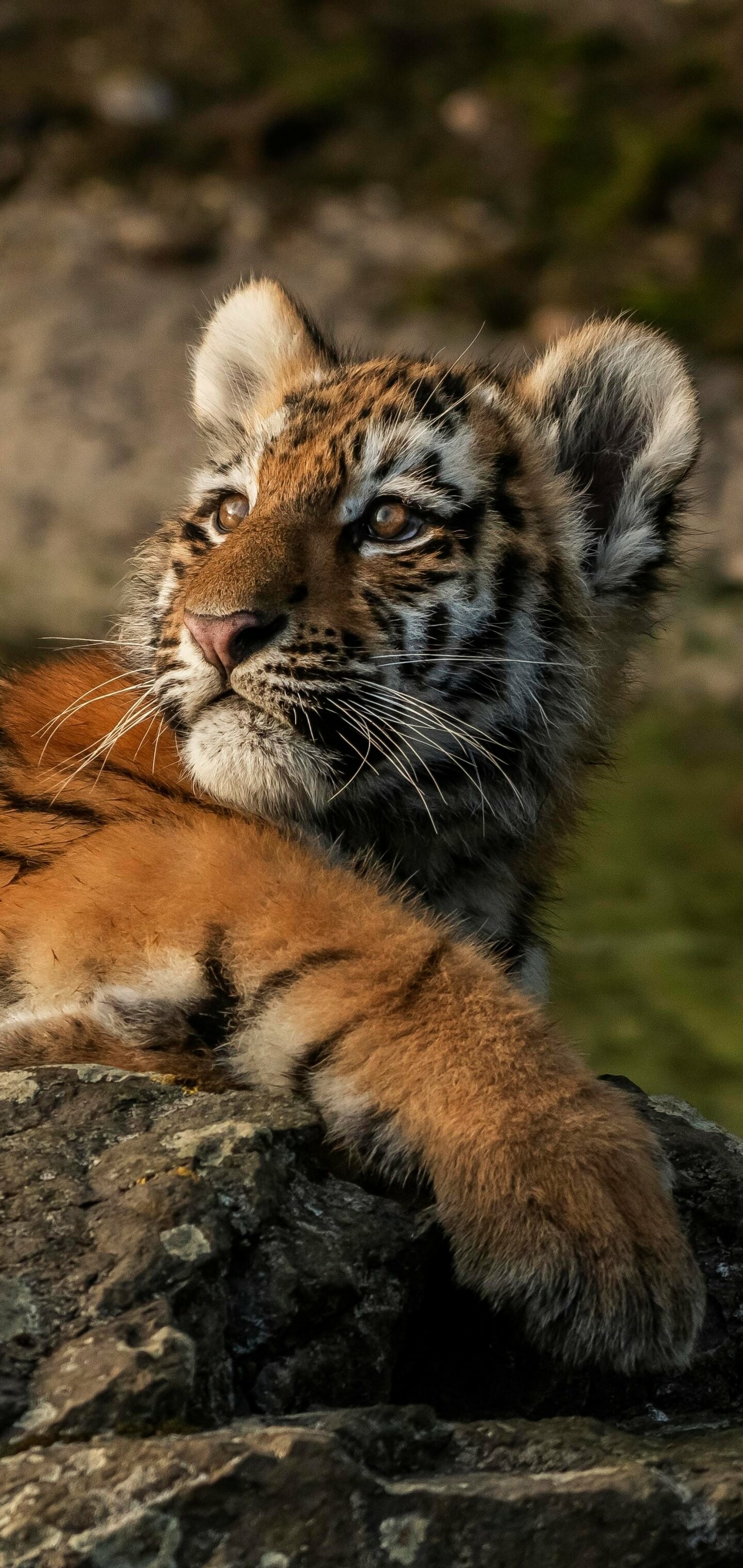 Tiger Cub: The animal is among the most recognizable and popular of the world's charismatic megafauna. 1440x3040 HD Background.