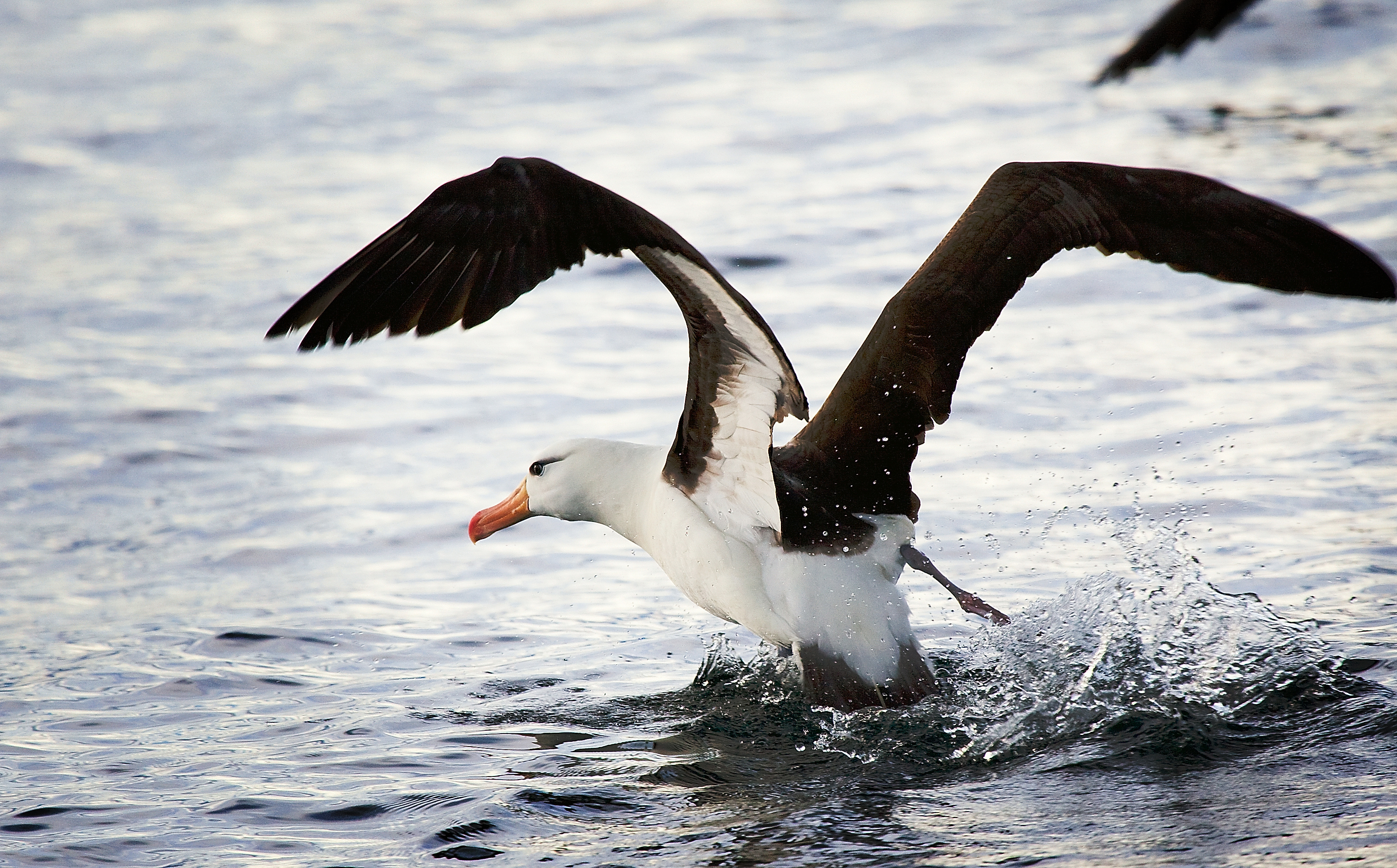 Mysterious albatross, Enigmatic ocean wanderer, Distant horizons, Free spirit, 3230x2010 HD Desktop