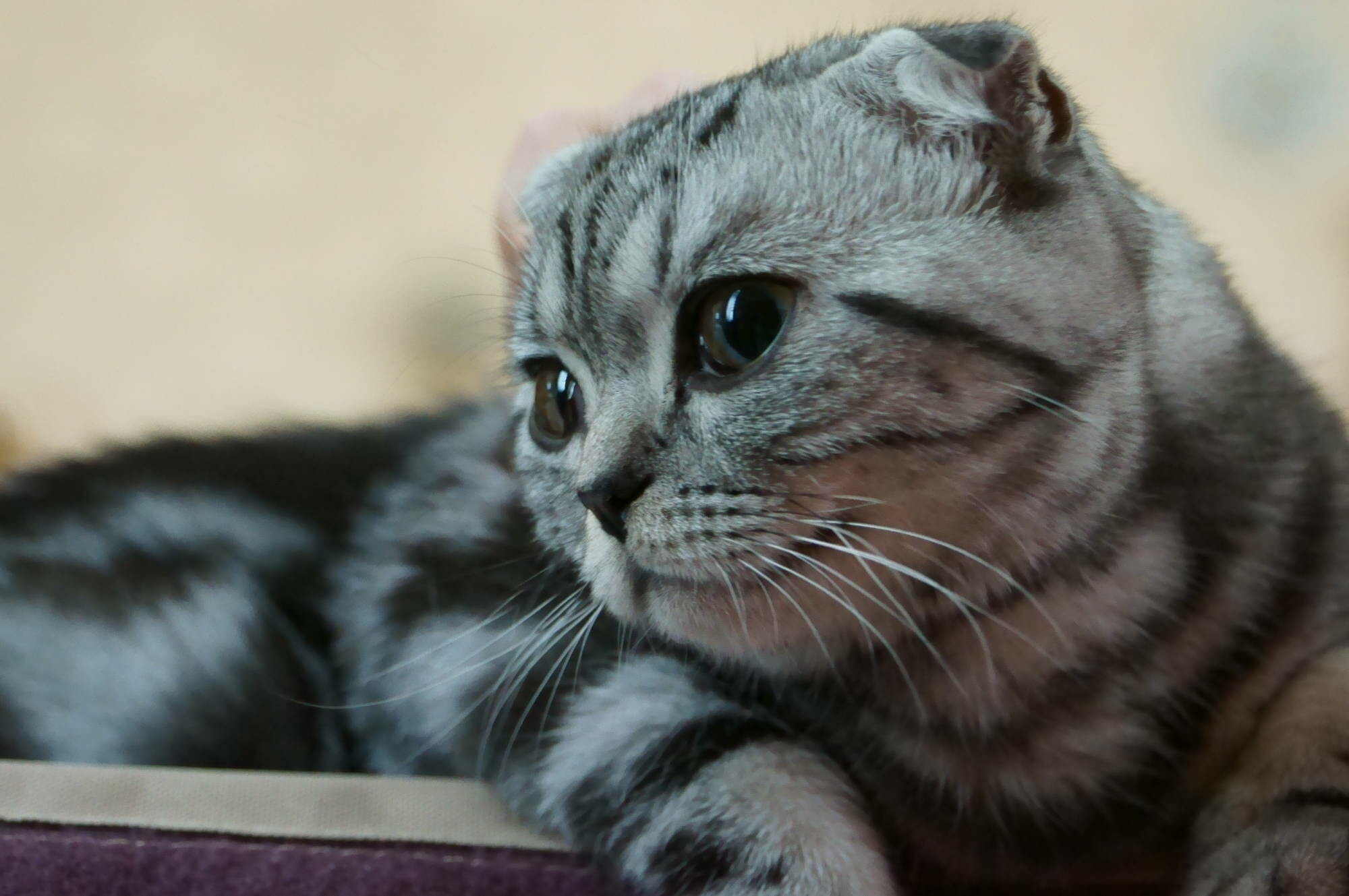 Scottish Fold: A sweet-tempered, short-haired breed with an unusual trait for which it is named: folded ears. 2000x1330 HD Wallpaper.