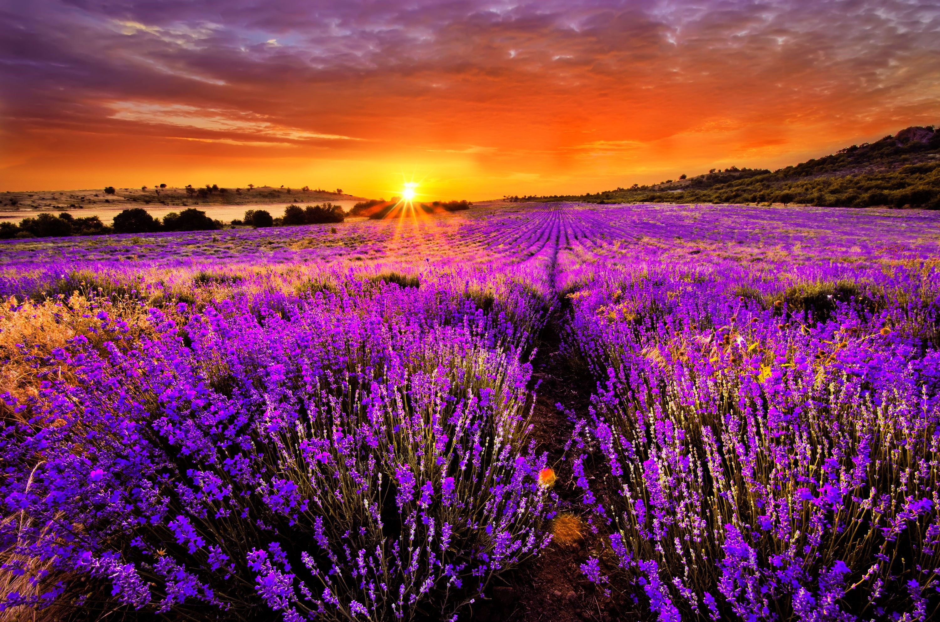 Lavender field, Sunset, 4K wallpapers, 3000x1990 HD Desktop