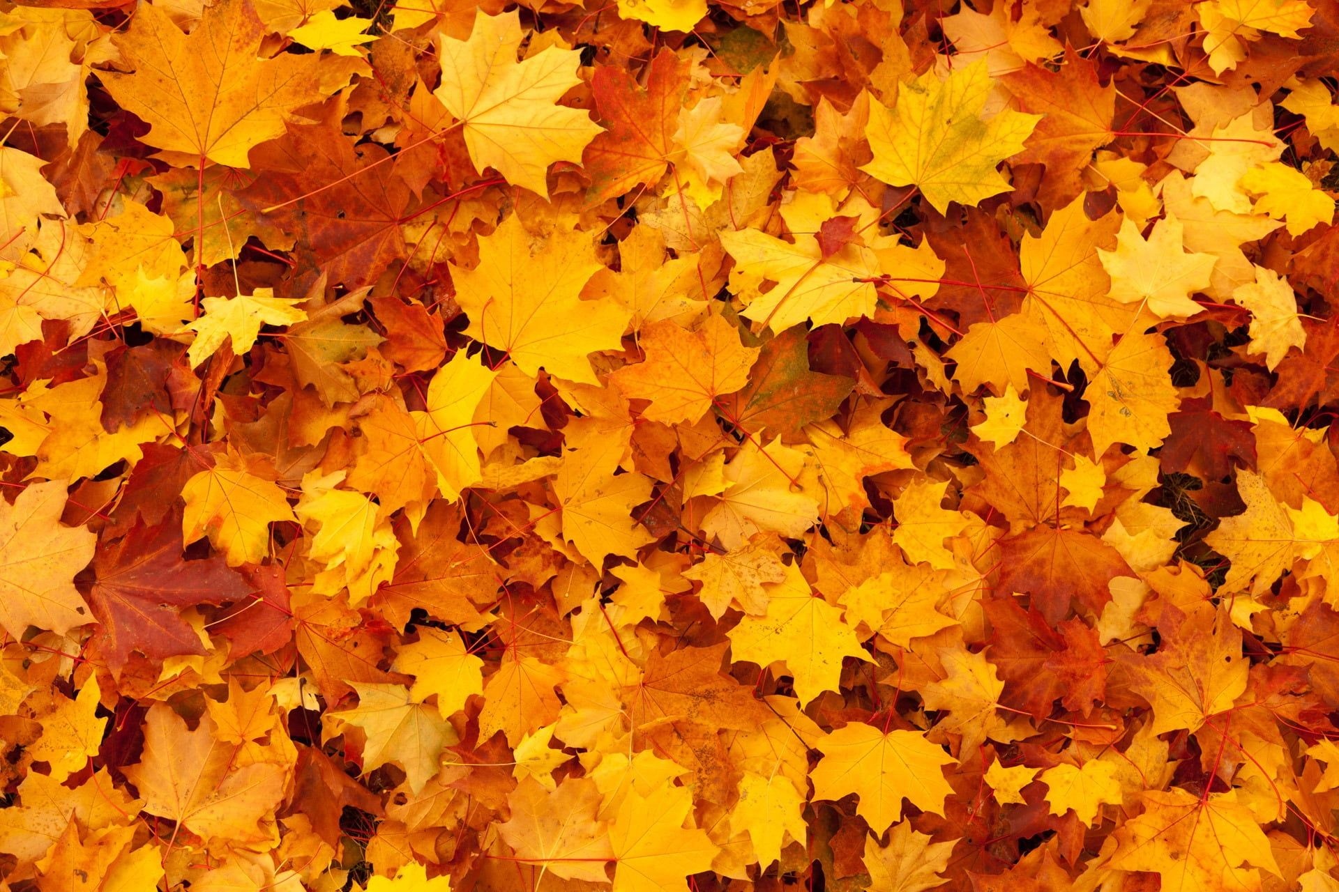 Yellow leaves, Nature's beauty, Backgrounds, Wallpaper, 1920x1280 HD Desktop