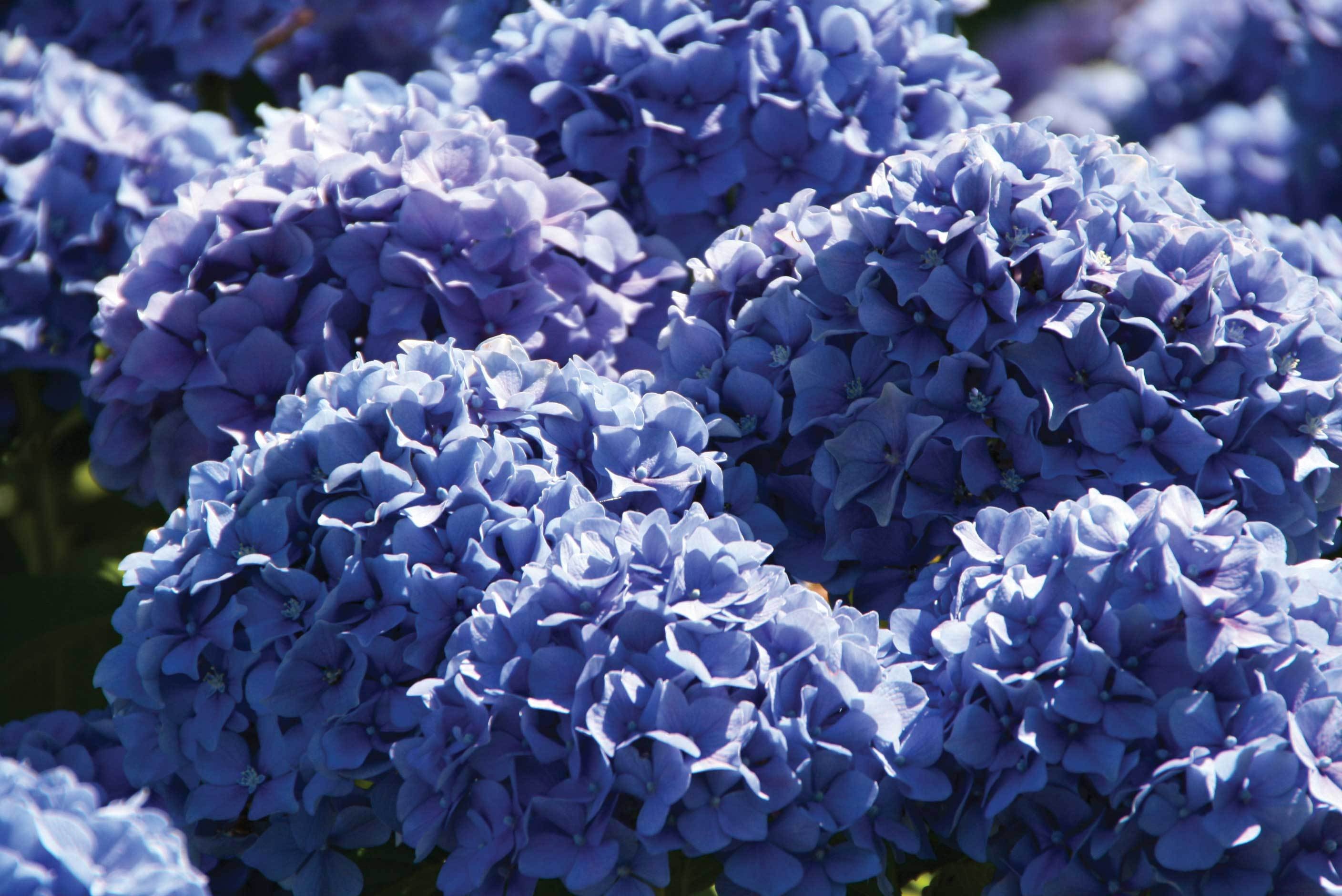 Hydrangea wallpapers, Botanical beauty, Floral paradise, Nature's delight, 2820x1880 HD Desktop