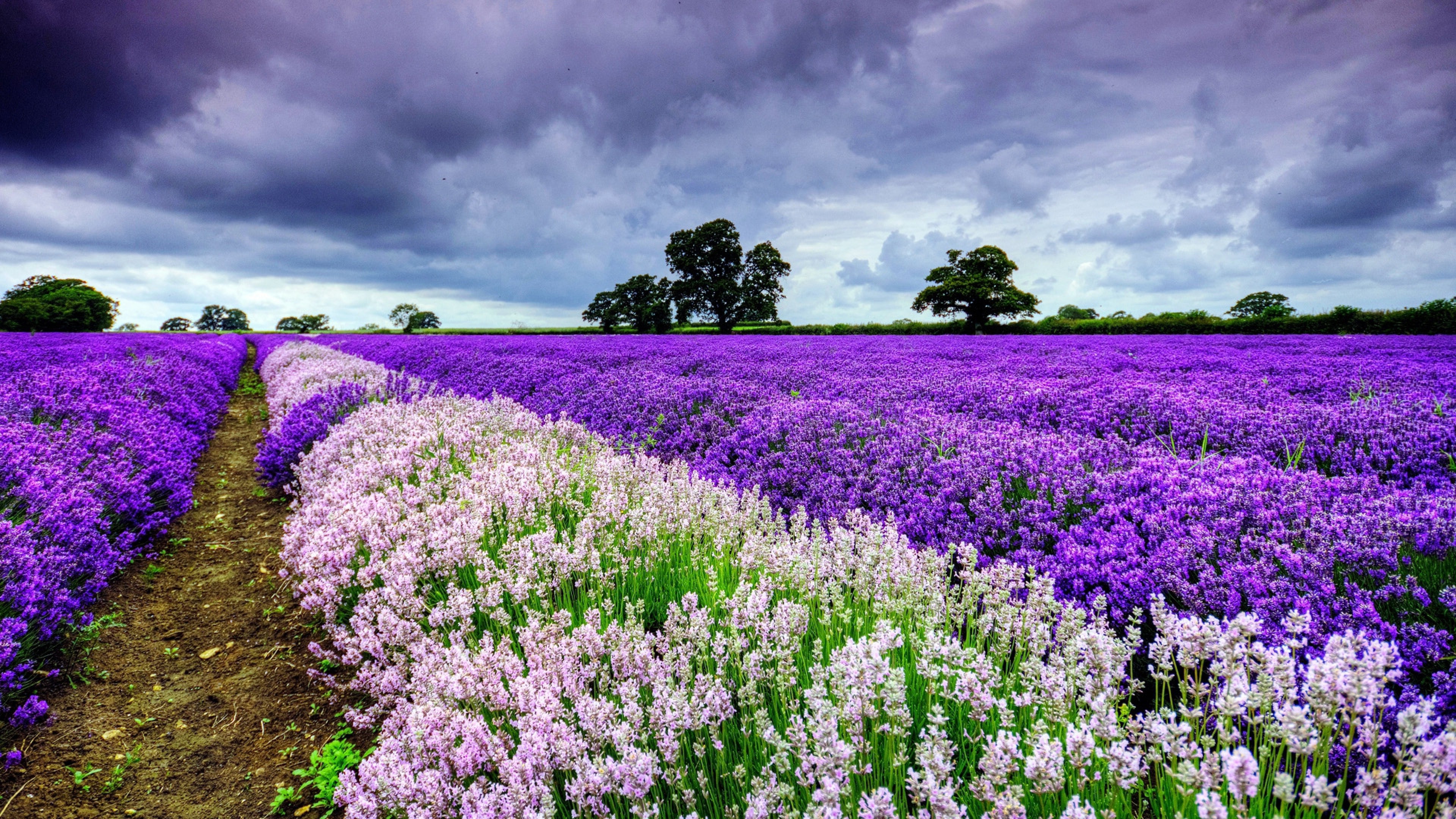 Flower Field: Provence, The purple rows of lavender that pepper the landscape every summer. 3840x2160 4K Wallpaper.