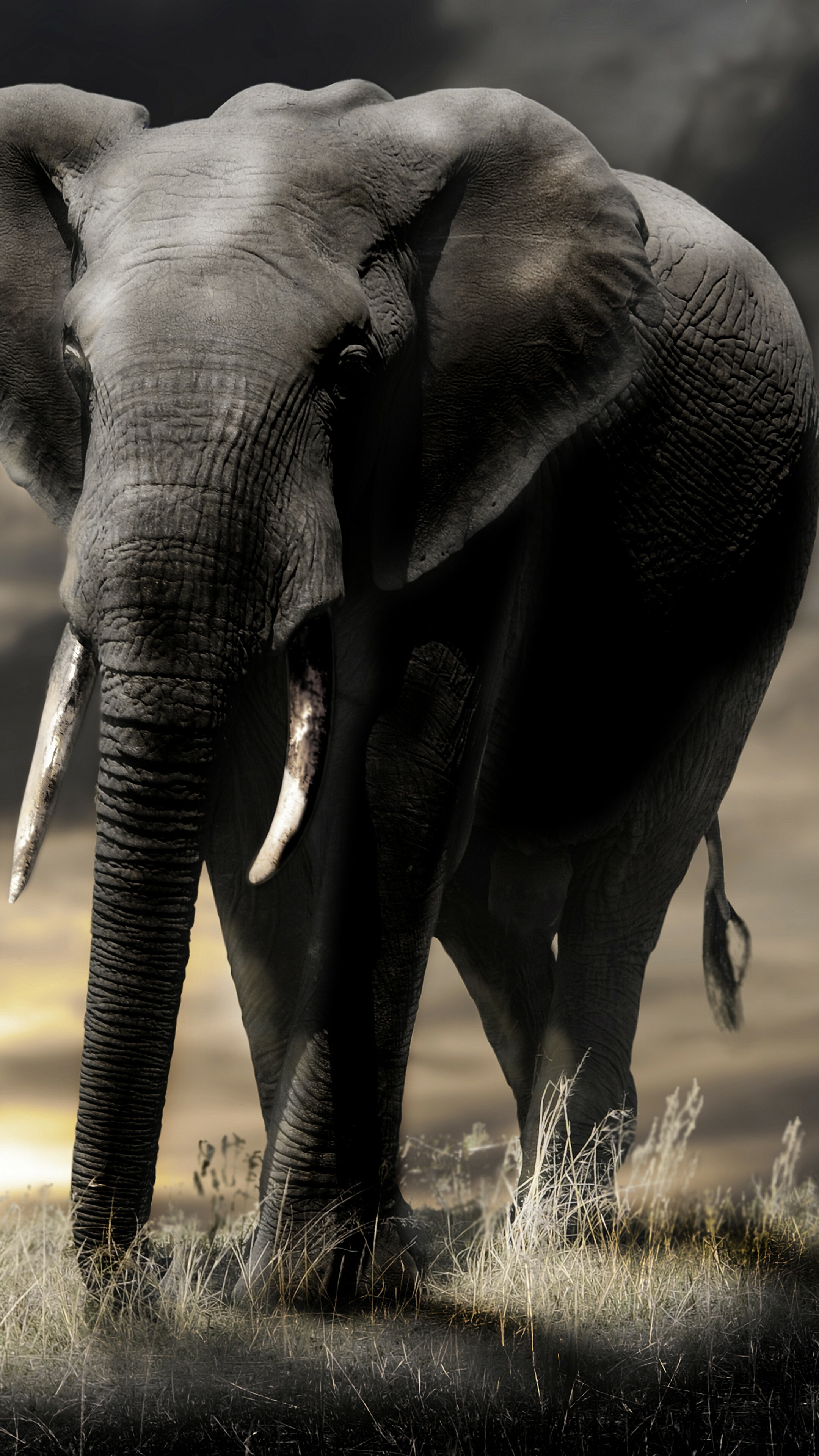 Elephant: The large ear flaps assist in maintaining a constant body temperature as well as in communication. 2160x3840 4K Wallpaper.