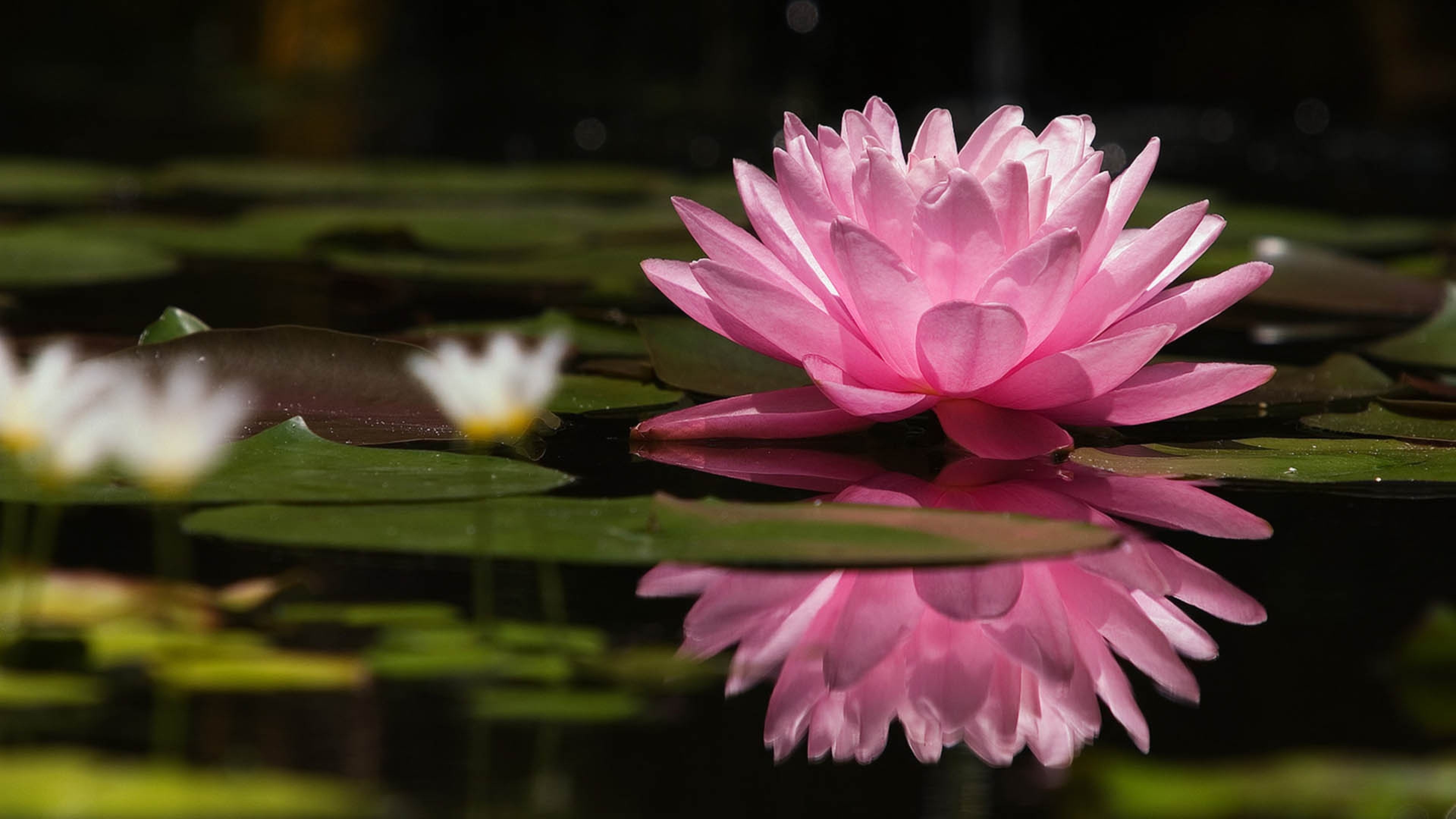 Nature, lotus flower, pink, lily, 3840x2160 4K Desktop