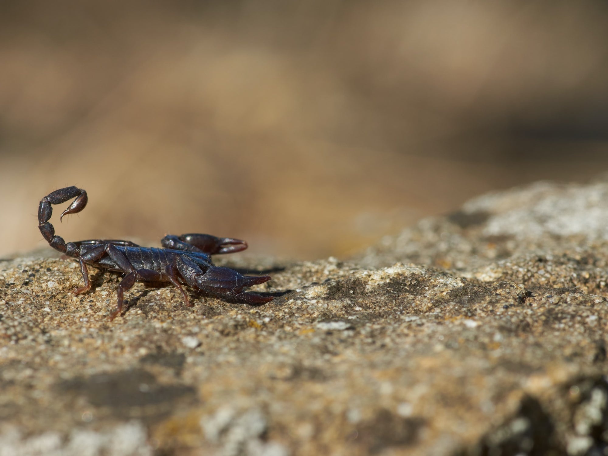 Scorpion (Animal): Can control whether and how much venom to release with a sting. 2000x1500 HD Wallpaper.