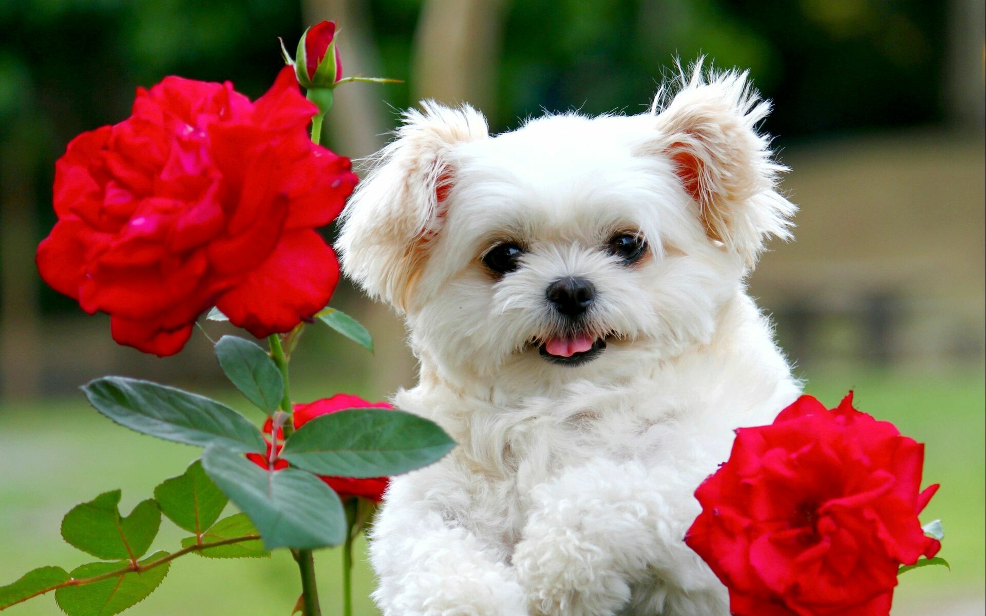 Puppy: Maltese dog, An ancient variety of dwarf canine from Italy. 1920x1200 HD Background.