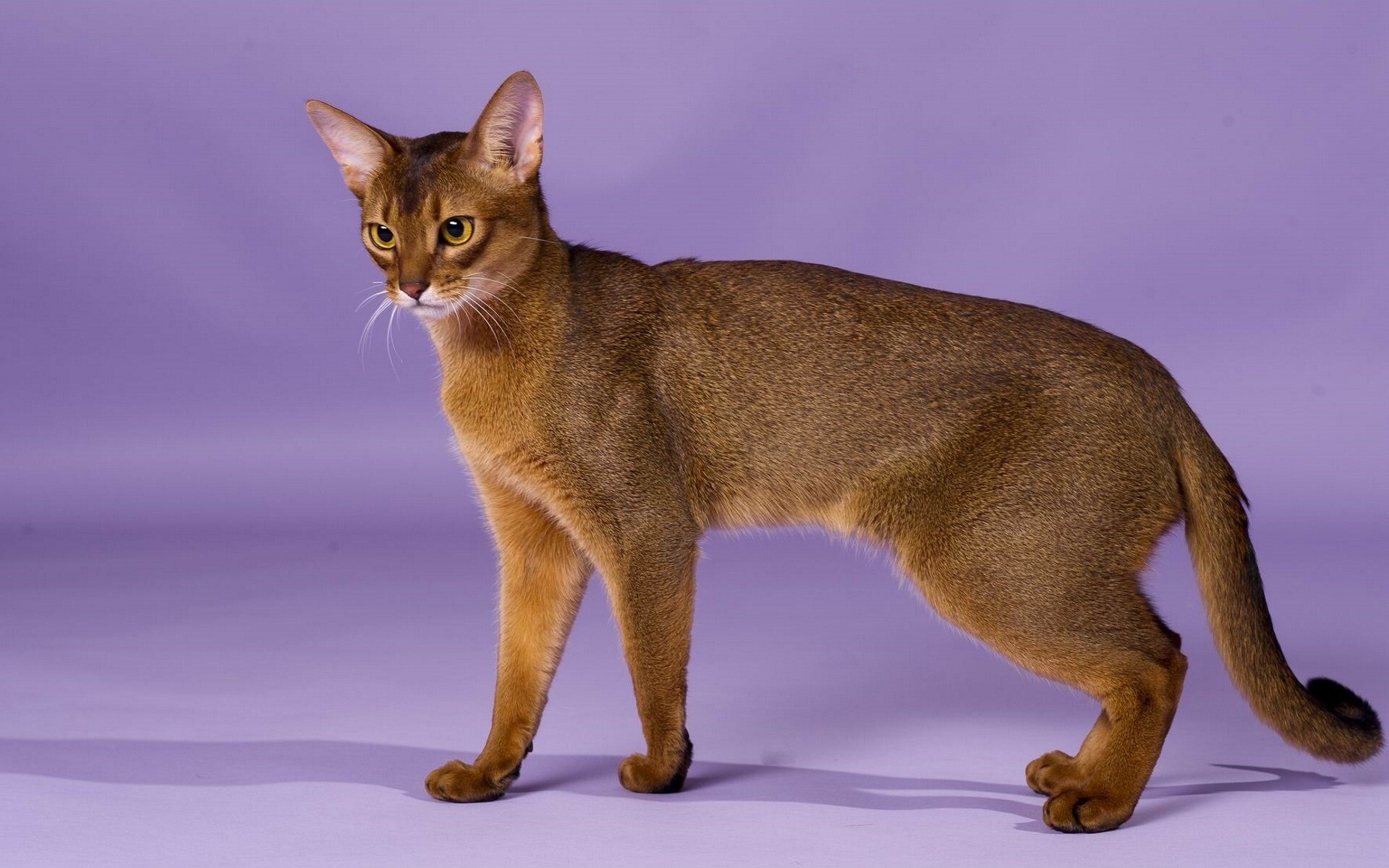 Abyssinian: Domestic short-haired cat, Ancient breed of cats. 1920x1200 HD Wallpaper.