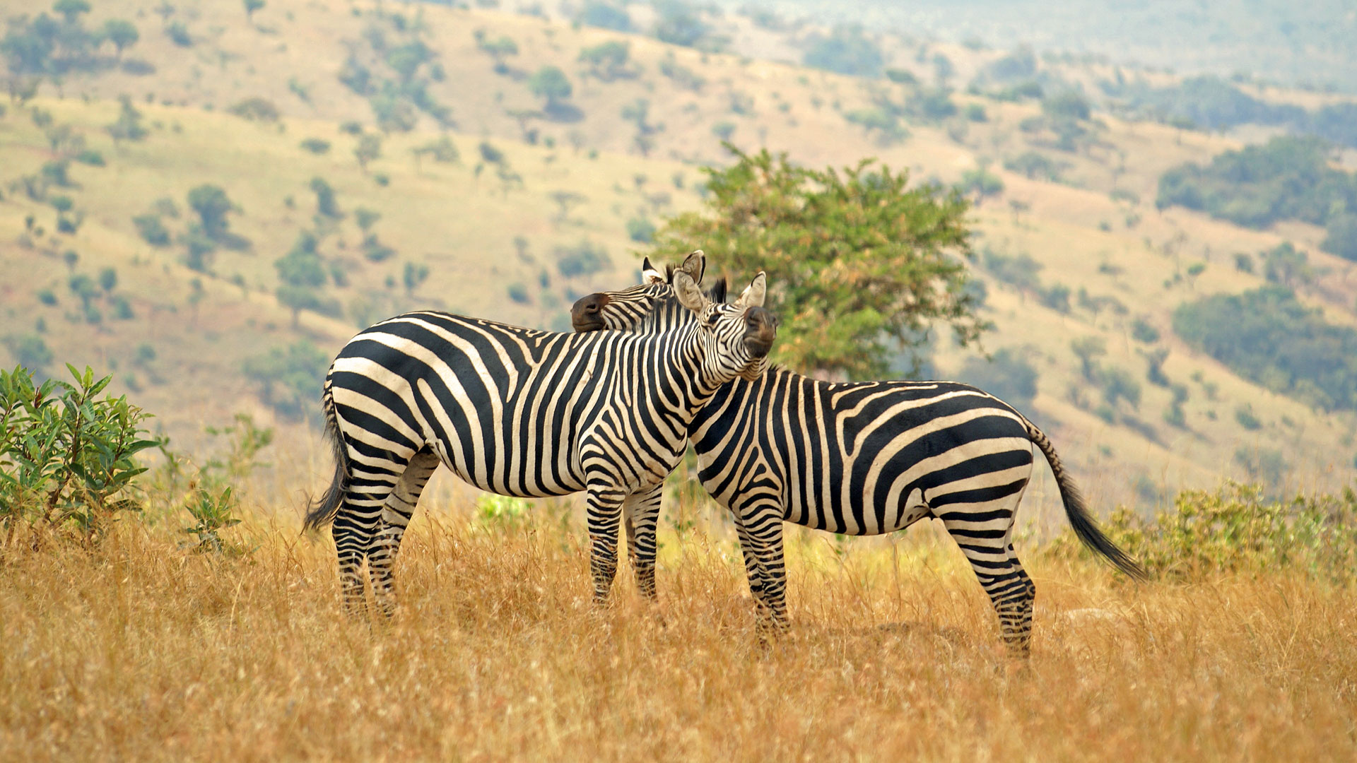Rwanda travels, Frequently asked questions, Natural World Safaris, Rwanda guide, 1920x1080 Full HD Desktop