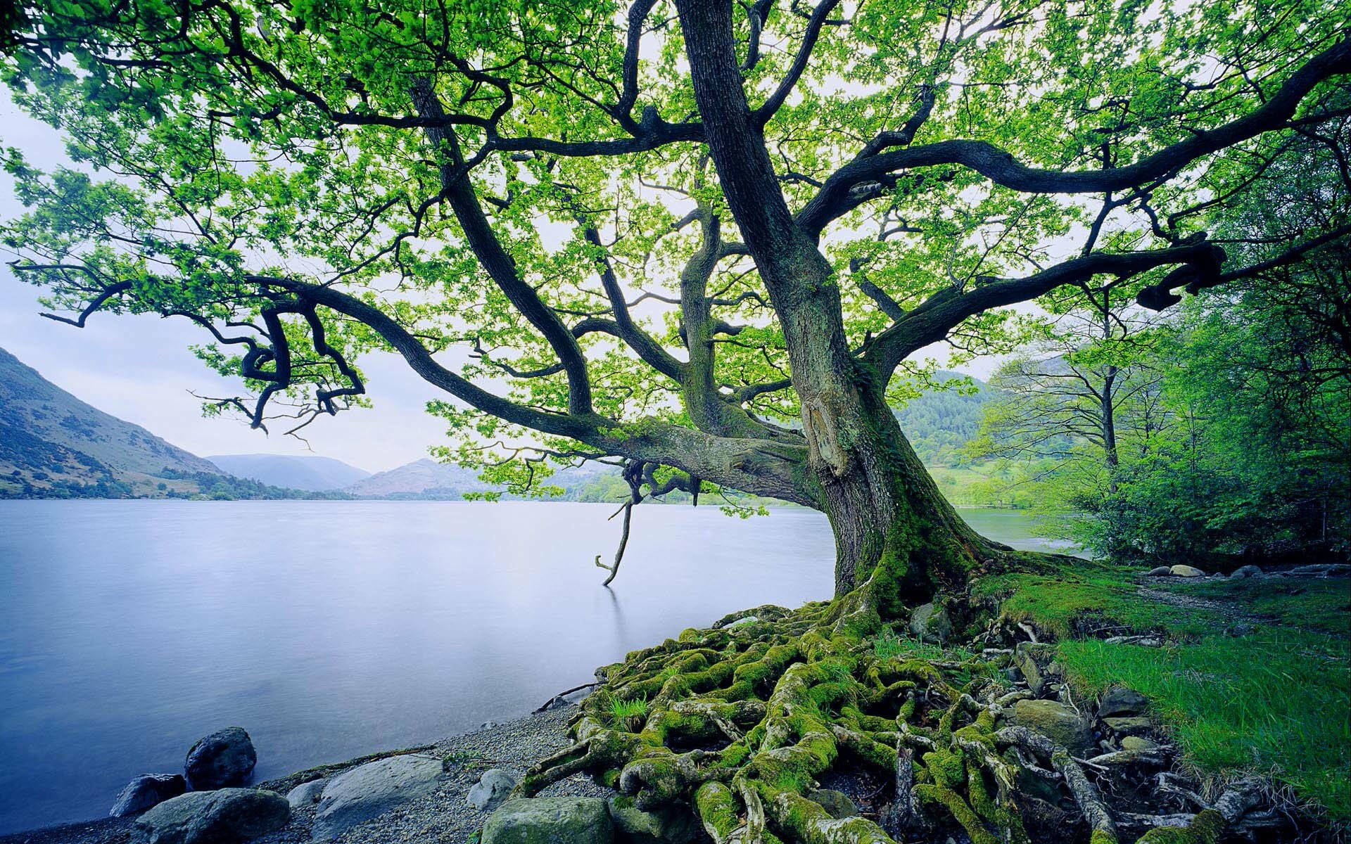 Tree, Nature, Oak Tree, Wallpapers Hintergrnde, 1920x1200 HD Desktop
