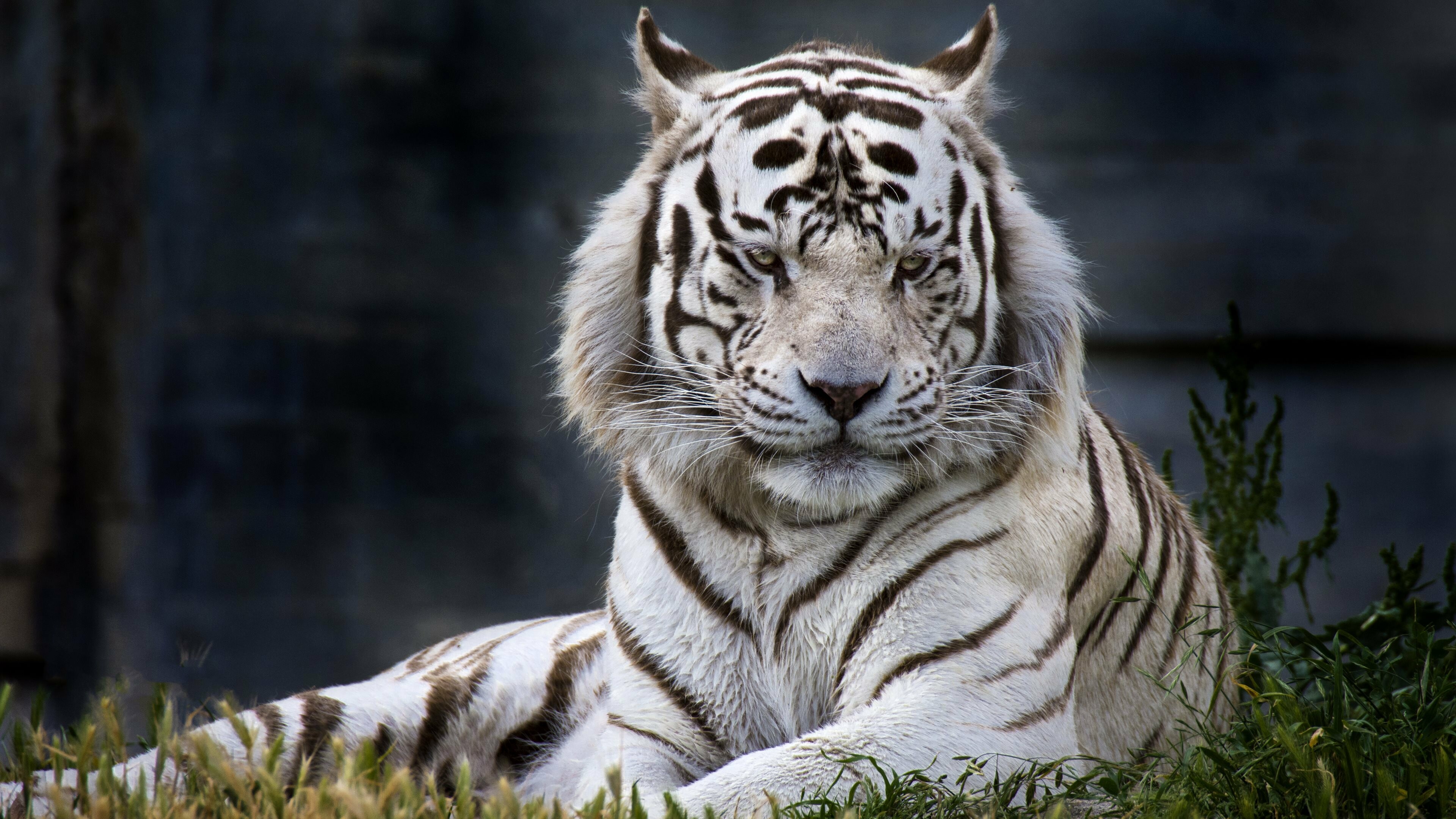 White tiger fascination, Stunning wallpapers, Beautiful visuals, Graceful and captivating, 3840x2160 4K Desktop