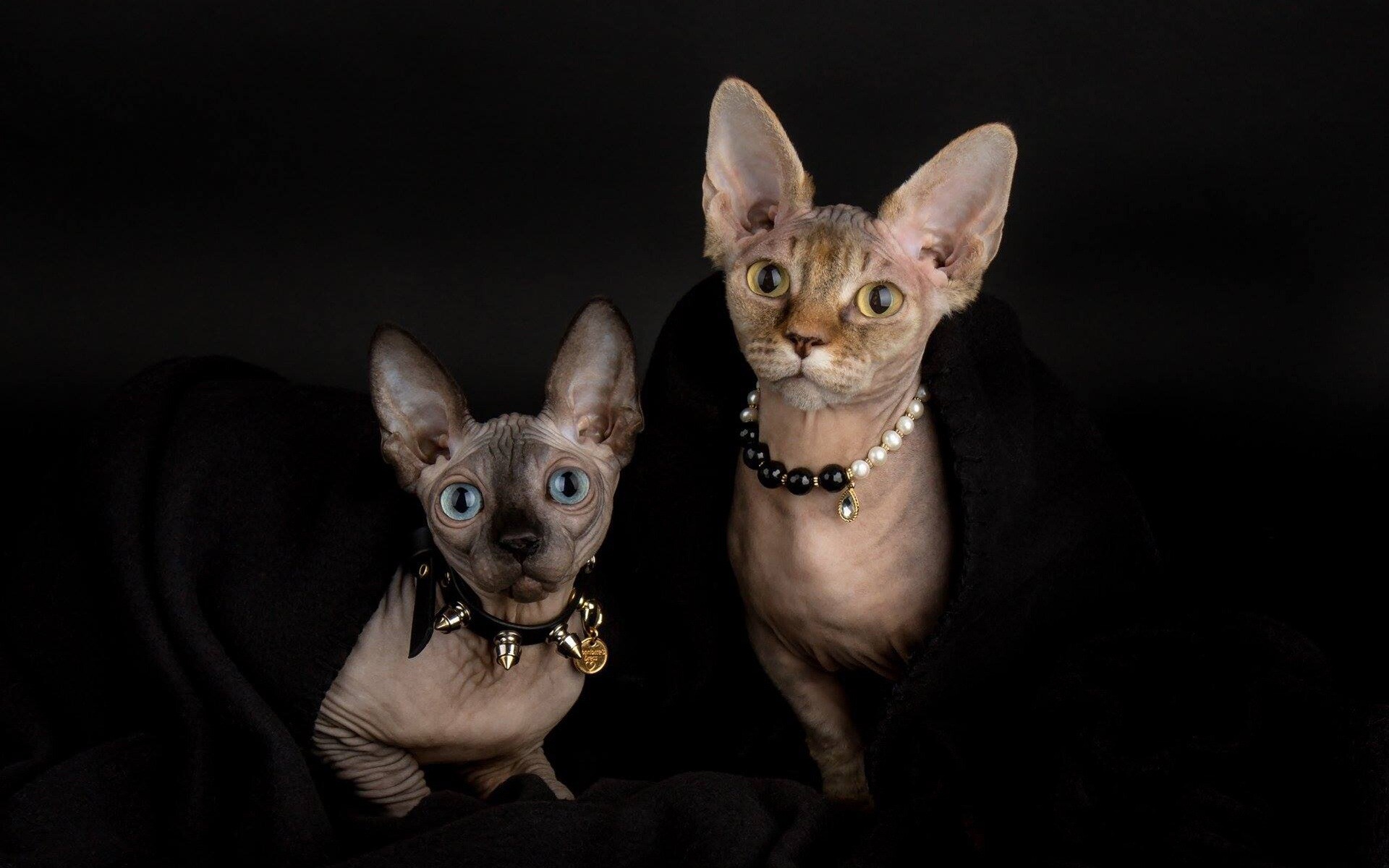 Sphynx: Recognized as a Canadian breed first occurring as a natural mutation in a litter of Domestic Shorthaired cats. 1920x1200 HD Wallpaper.