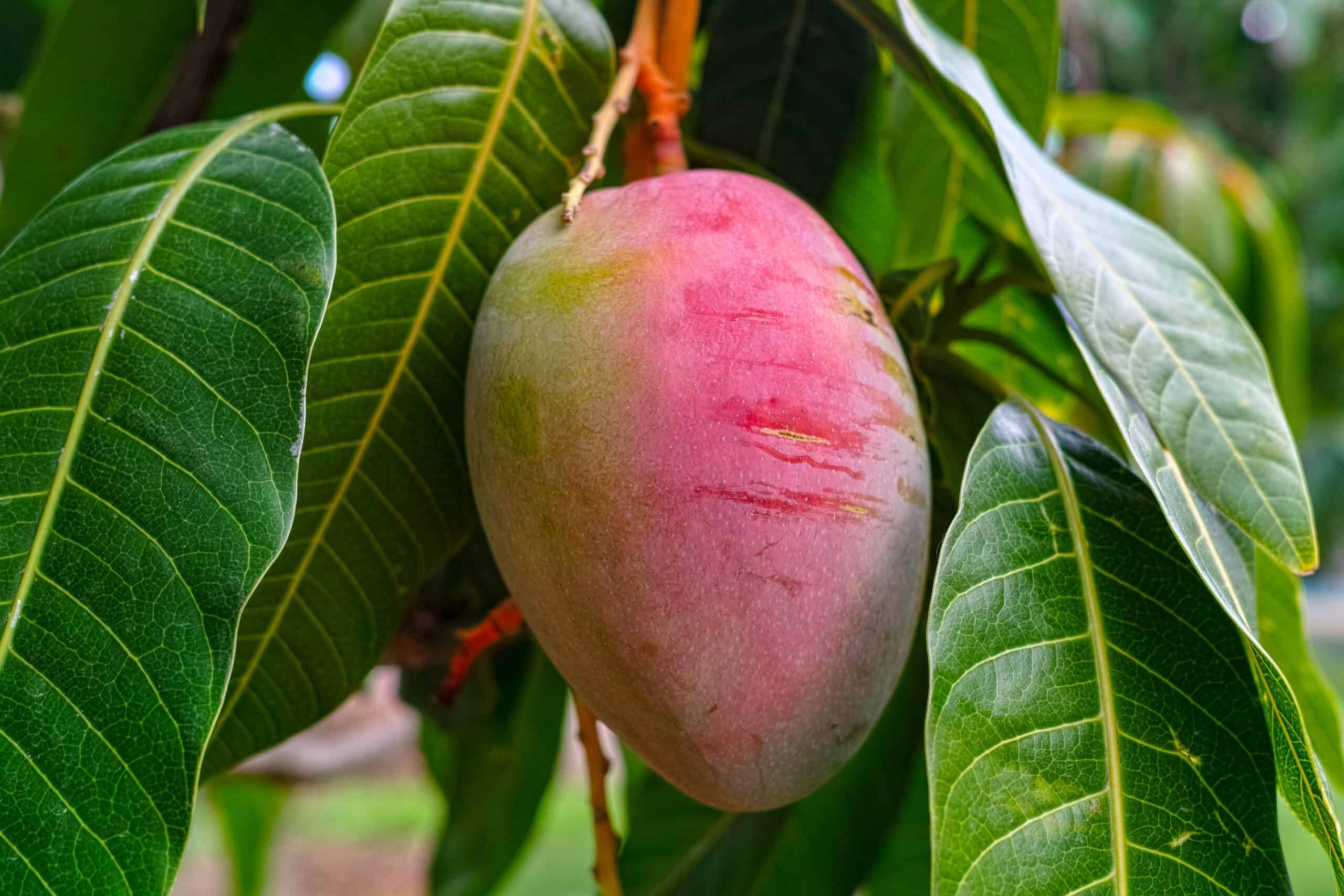 Mango: Contains magnesium, potassium, and the antioxidant mangiferin. 2560x1710 HD Wallpaper.