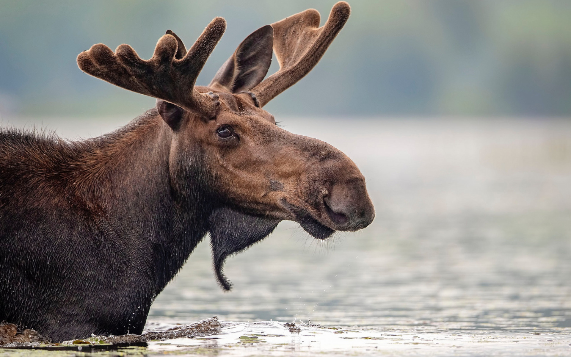 Moose face, Water reflection, Stunning horns, Animal beauty, 1920x1200 HD Desktop