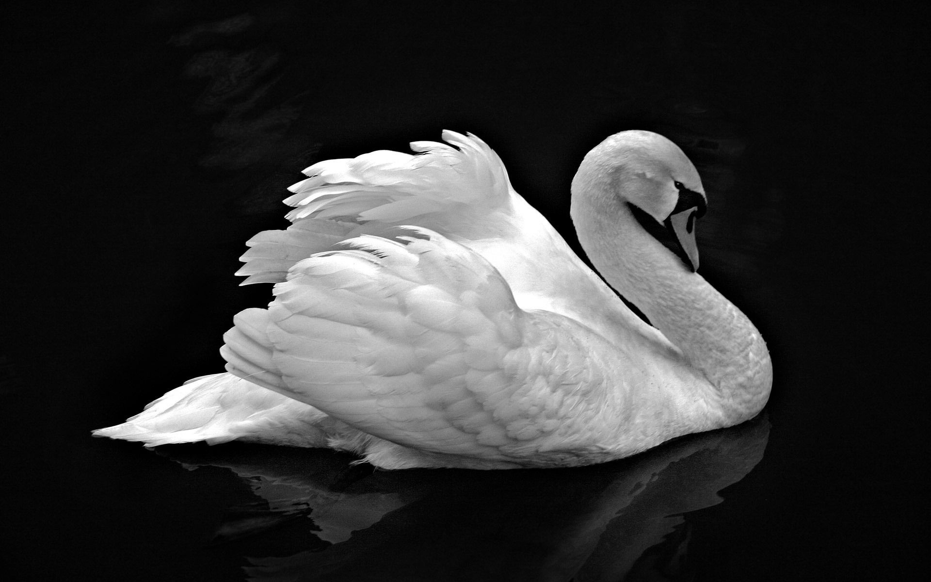Swan, Animals, Black cat, White swan, 1920x1200 HD Desktop
