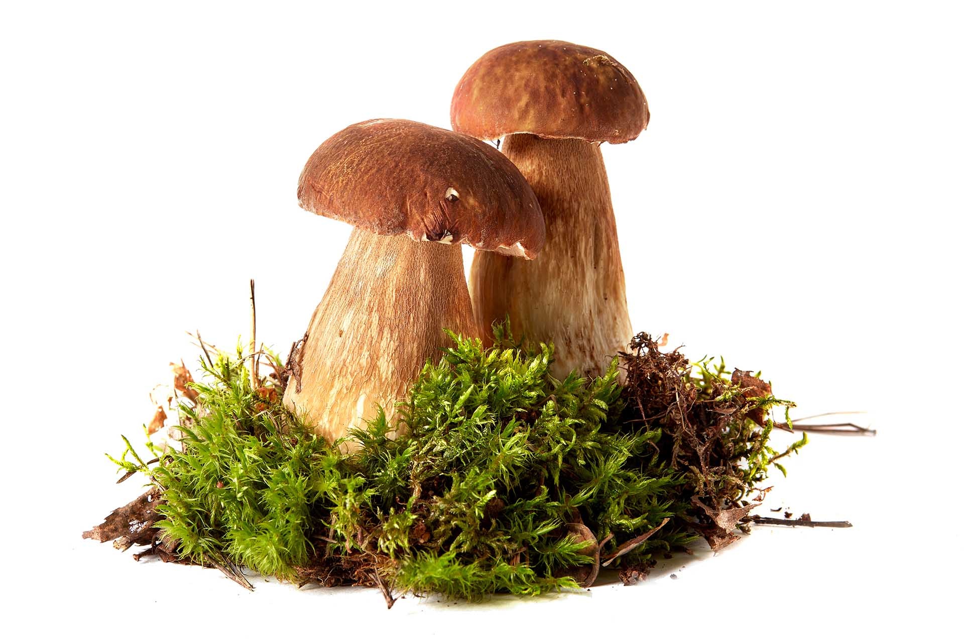Modima products, Gourmet delights, Mushroom perfection, Culinary excellence, 1920x1280 HD Desktop