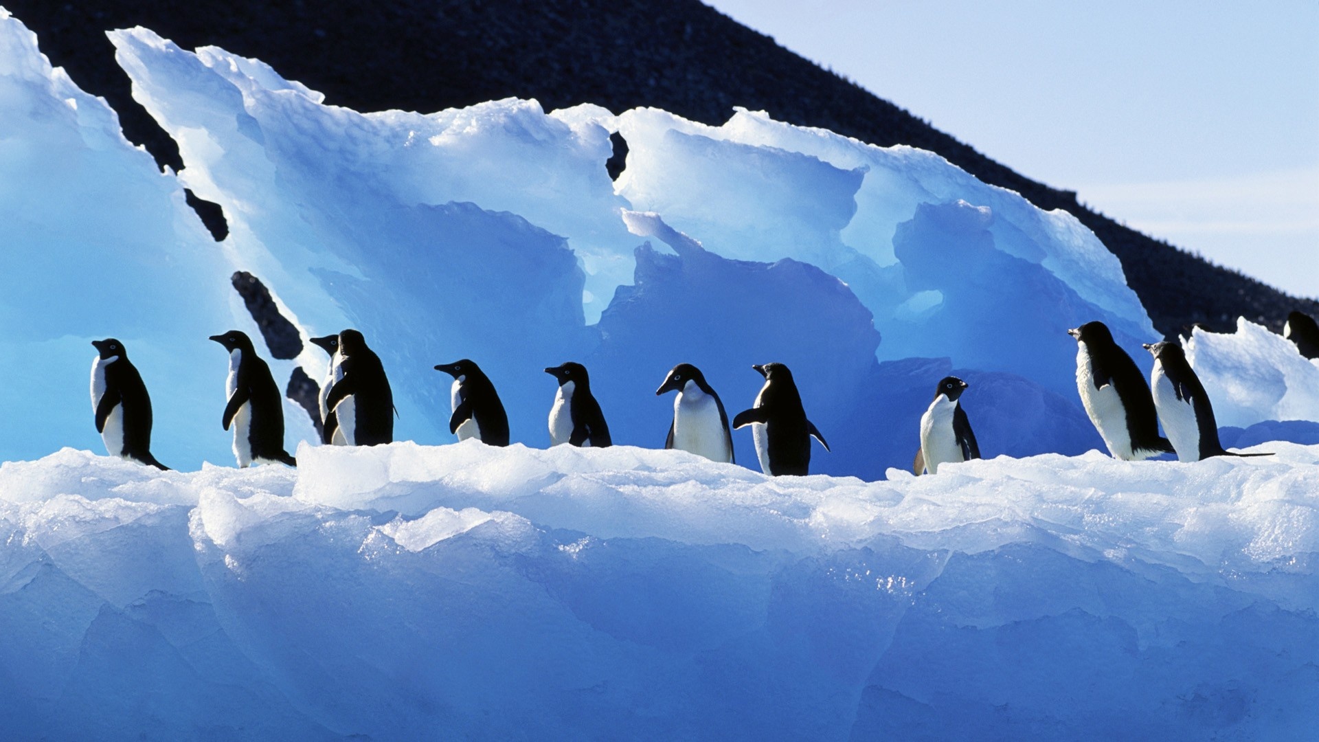 Free penguin backgrounds, High-quality images, Penguin appreciation, Beautiful creatures, 1920x1080 Full HD Desktop