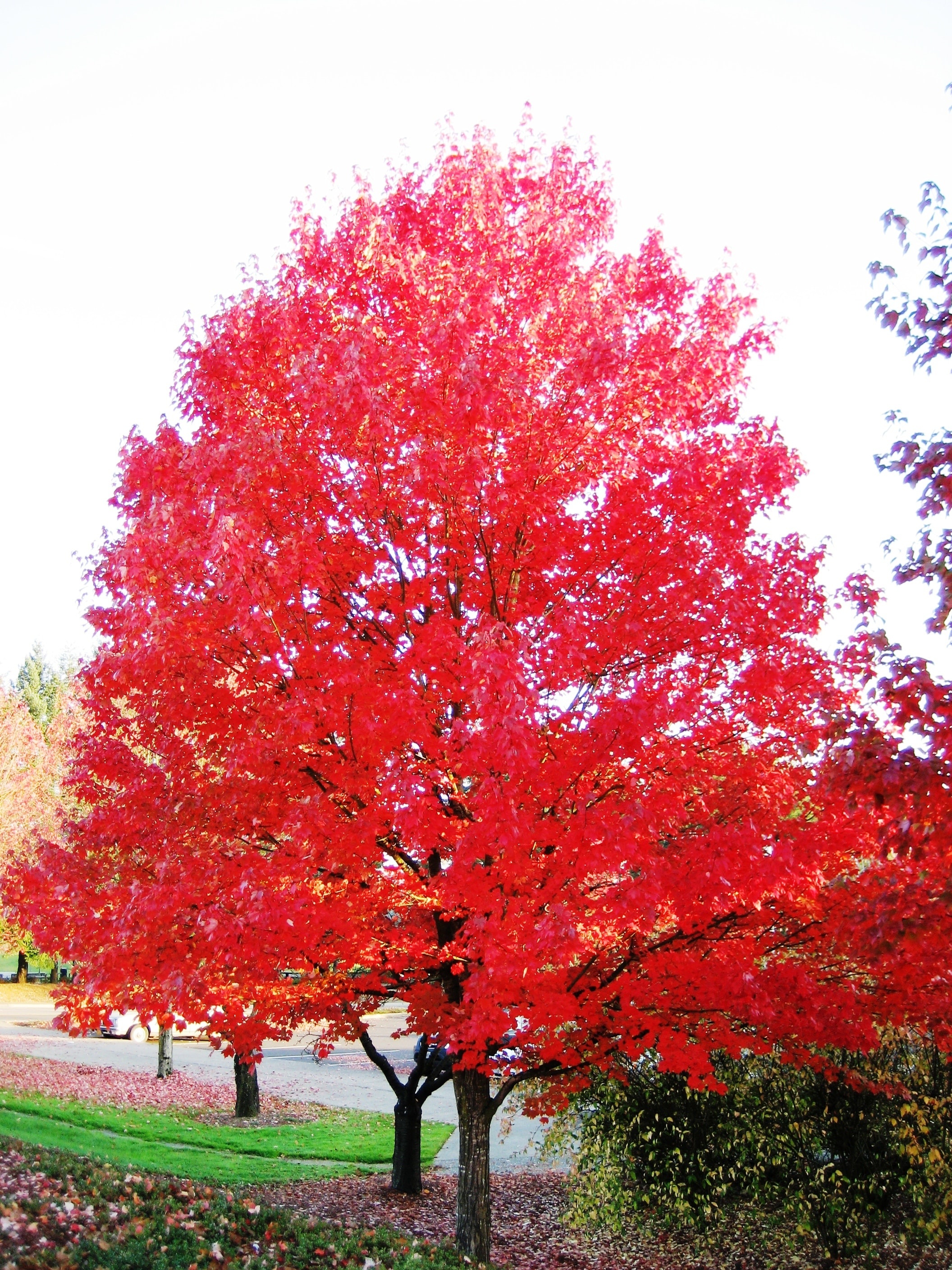 Yellow shade, Autumn blaze, Bare root, High-quality tree, 2120x2820 HD Phone