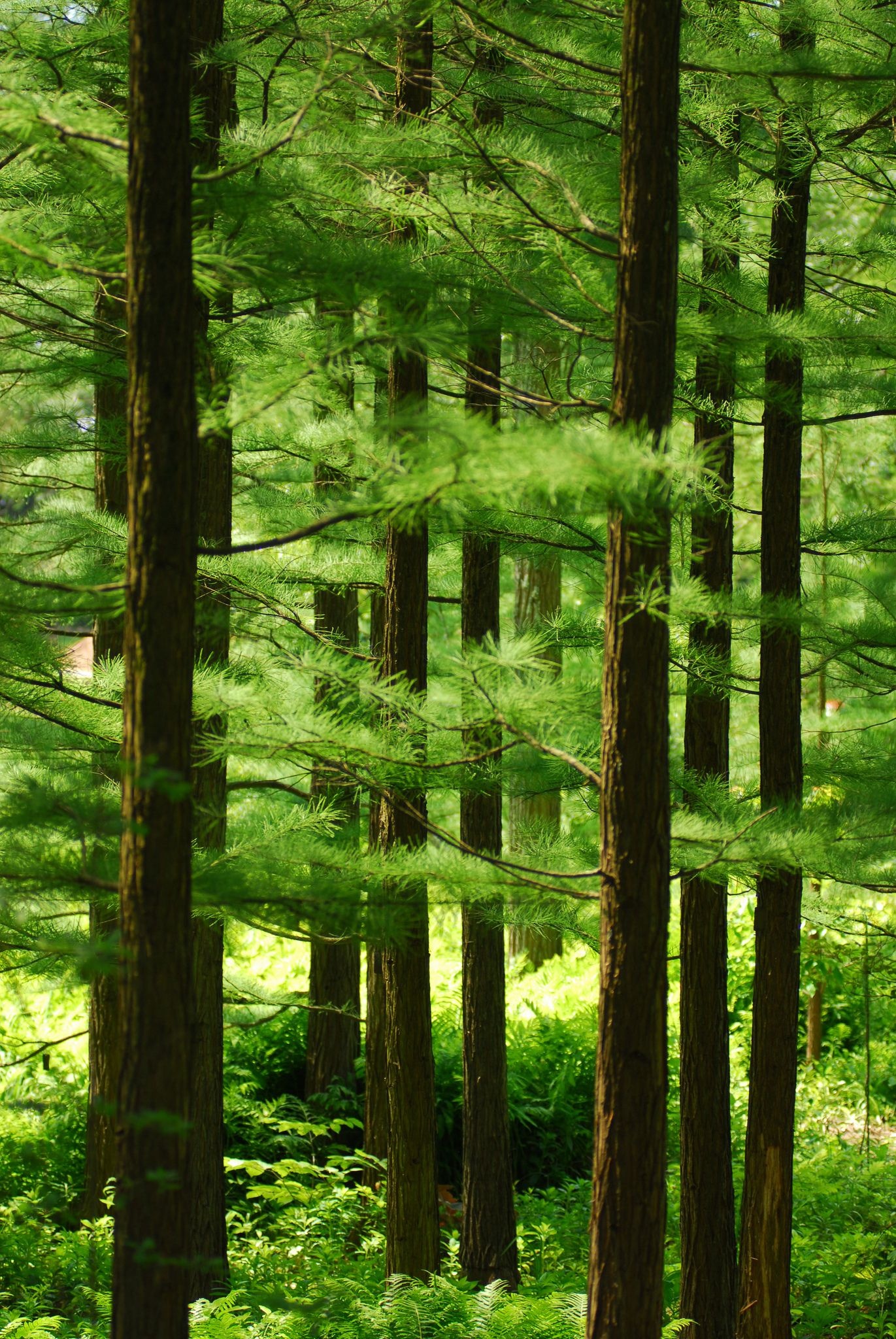 Cedar Tree, Beautiful landscapes, Scenic beauty, Nature photography, 1380x2050 HD Phone