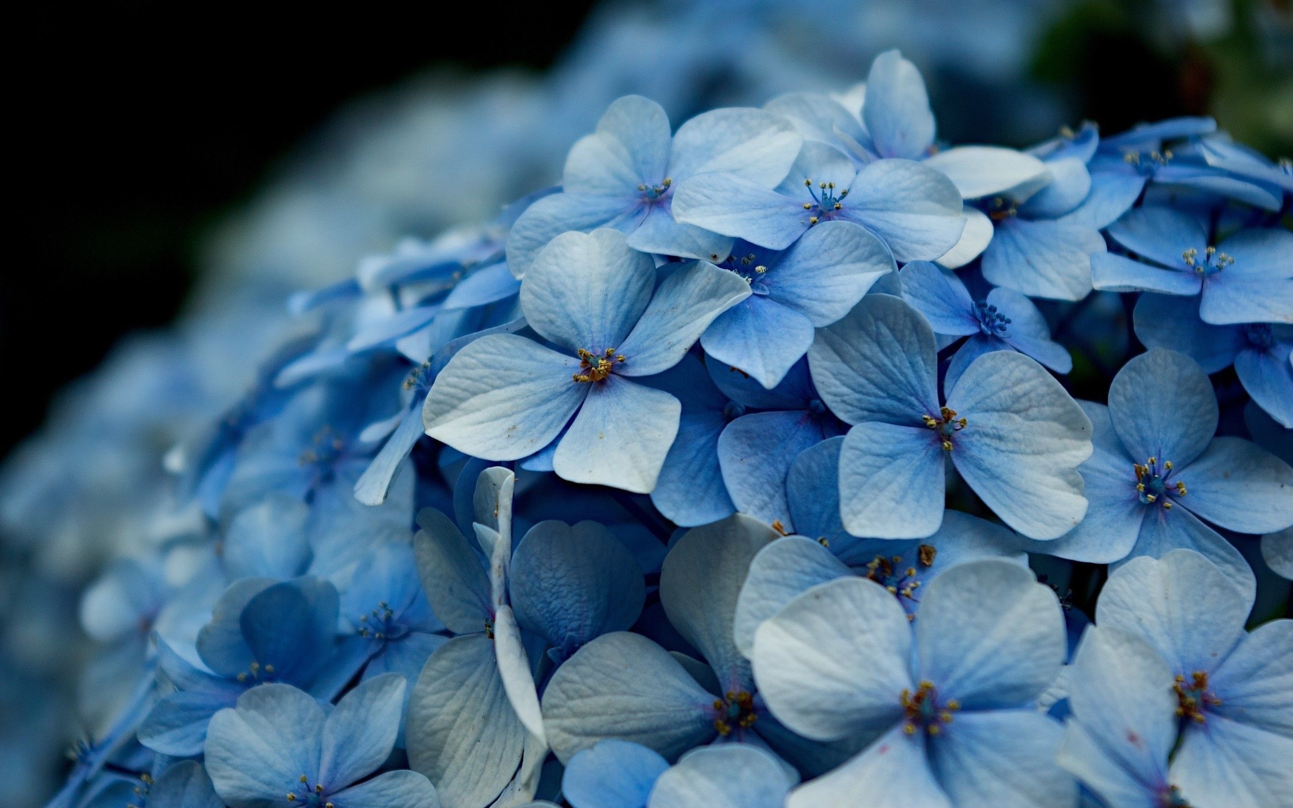 Hydrangea flowers, Graceful petals, Floral beauty, Nature's artwork, 2560x1600 HD Desktop